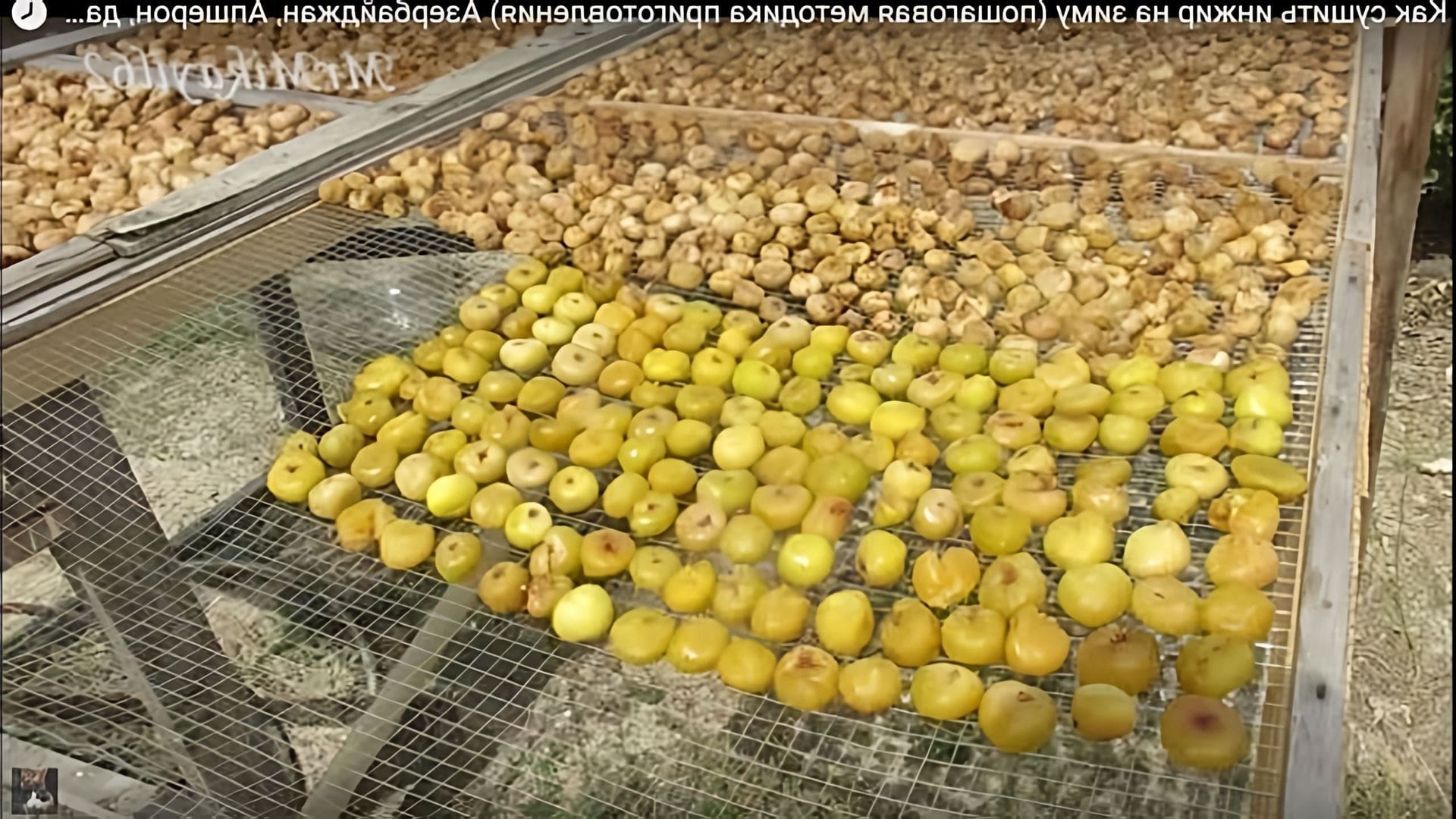 В данном видео демонстрируется процесс сушки инжира на зиму в естественных условиях