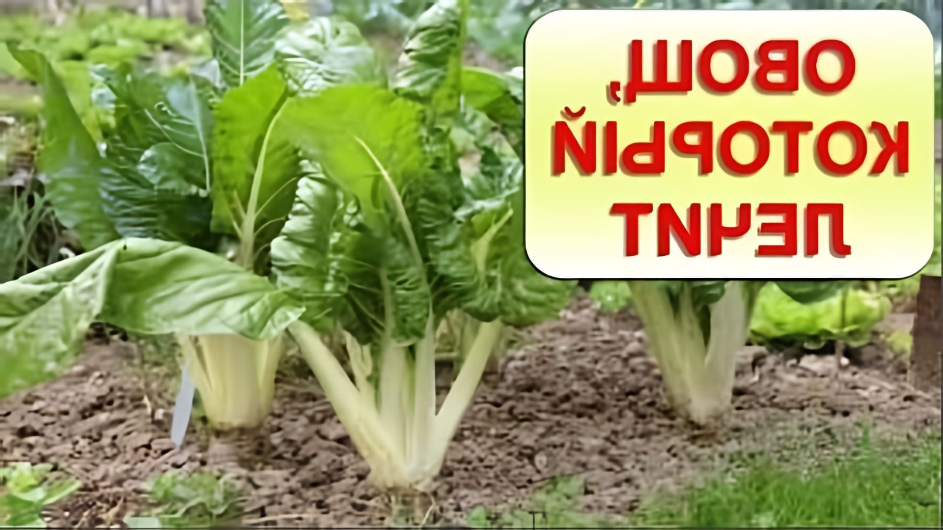 В этом видео рассказывается о мангольде - овоще, который замедляет процессы старения и убивает рак