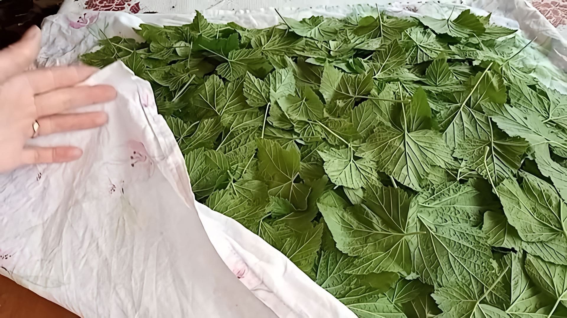 В этом видео рассказывается о процессе ферментации листьев смородины для приготовления чая