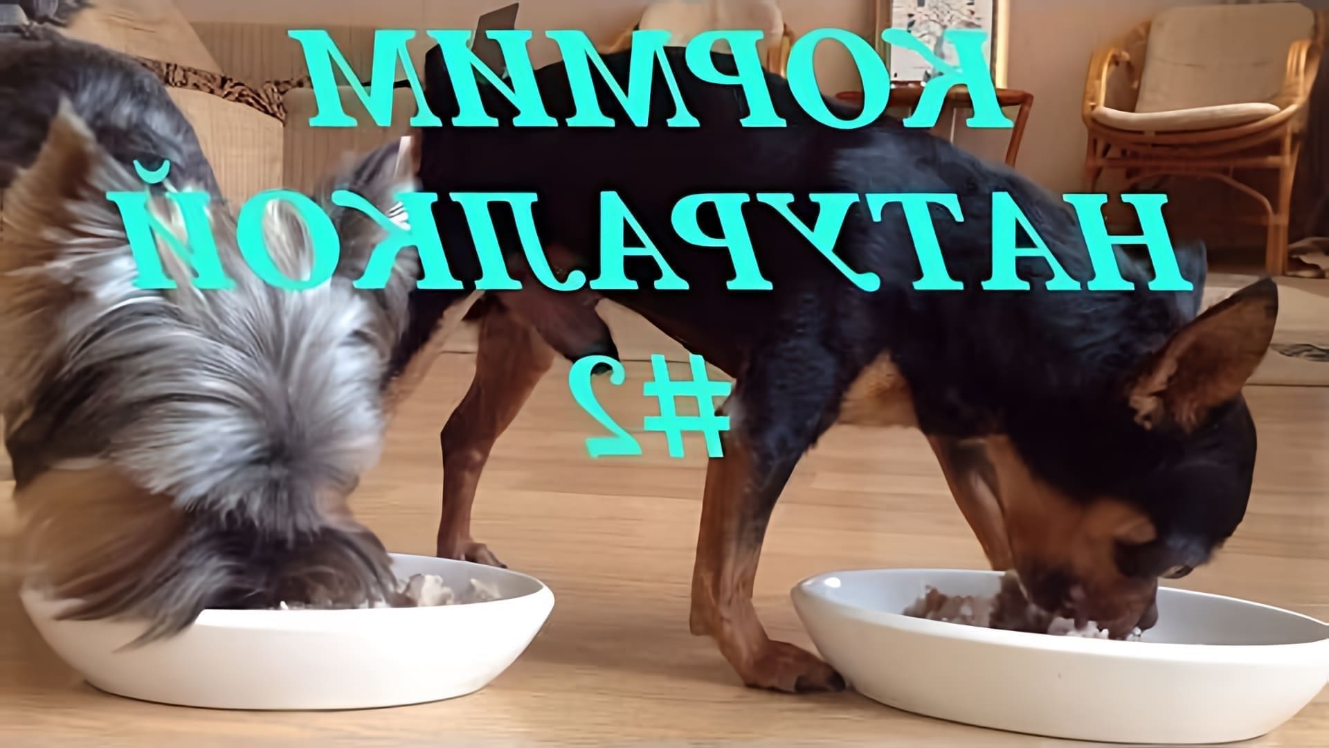 В этом видео-ролике я покажу, как приготовить вкусное и полезное меню для моих собачек