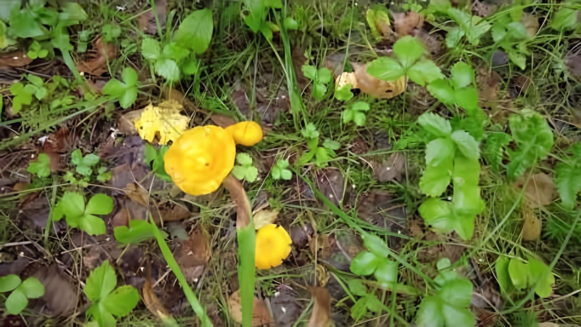 В этом видео мужчина рассказывает о своих приключениях в поисках грибов после засухи в Тверской области