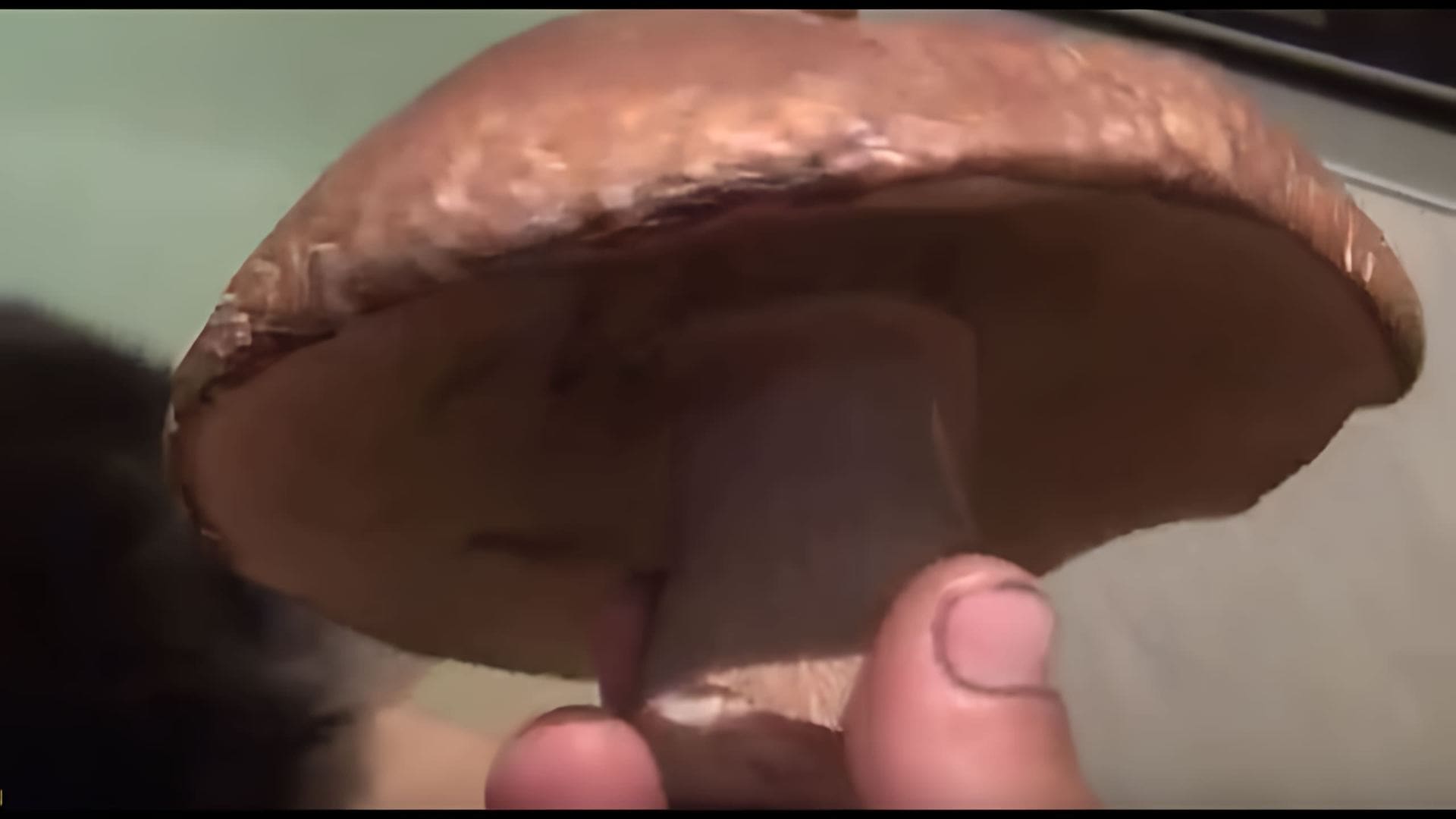 В этом видео показано, как жарить белый гриб