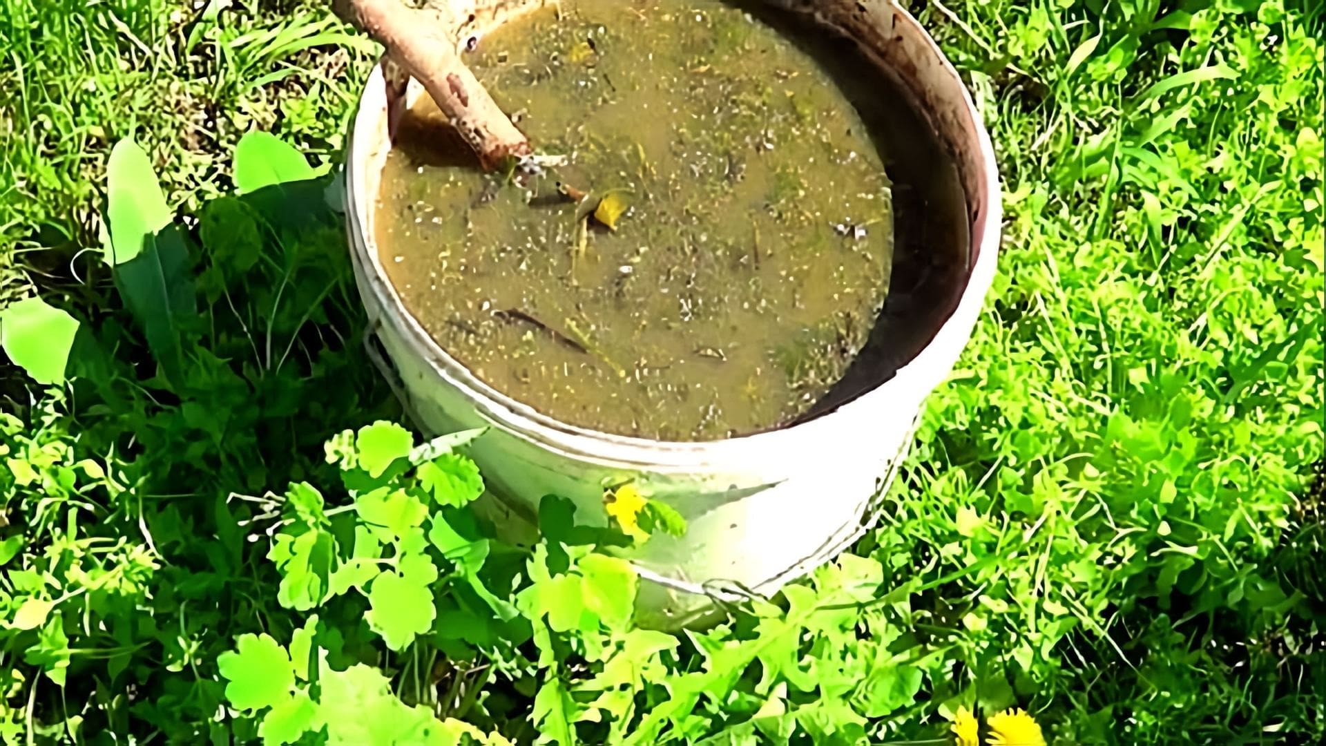 В этом видео Ирина Воловик рассказывает о том, как сделать зеленое удобрение из травы