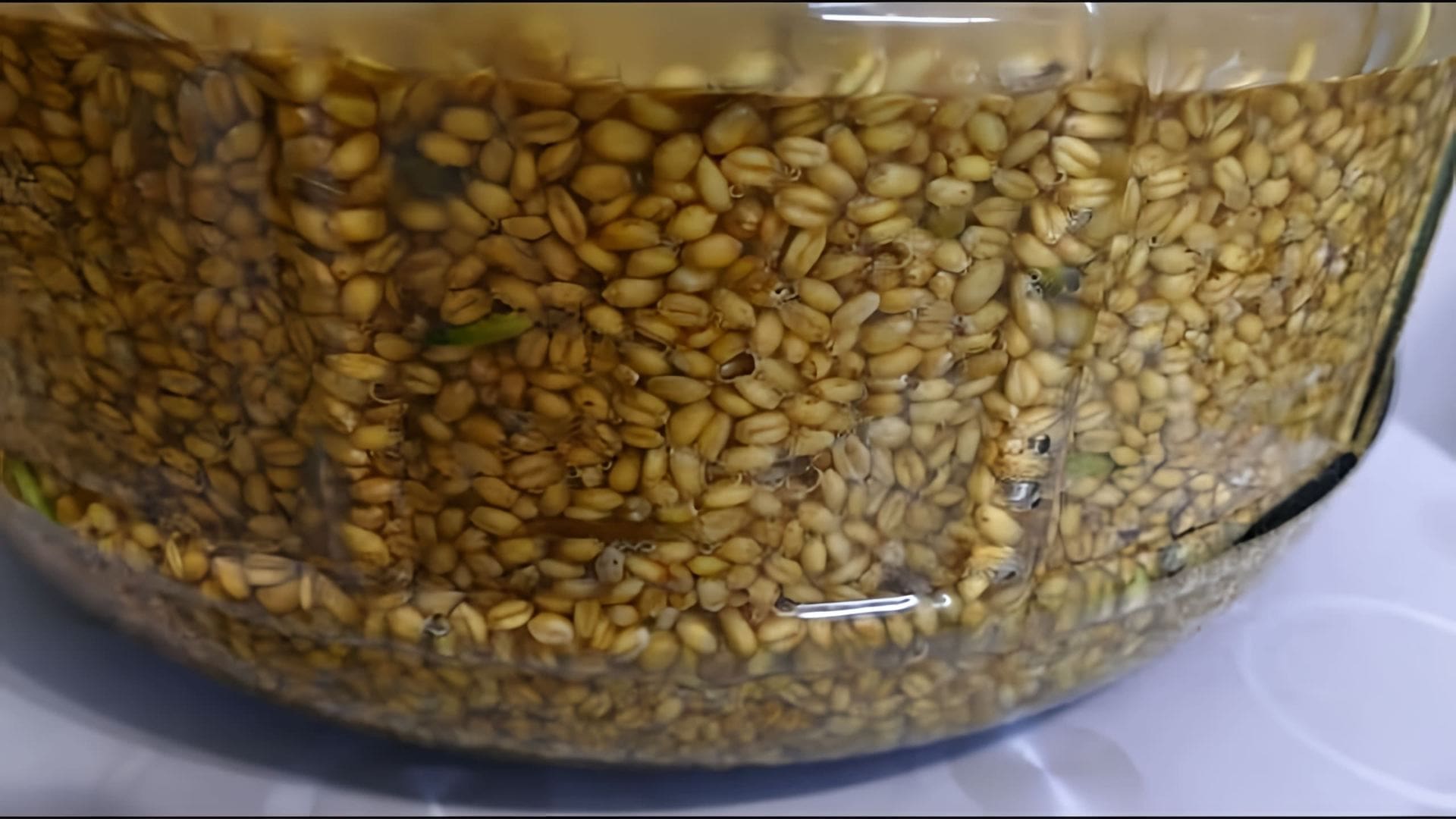 В этом видео демонстрируется рецепт приготовления пшеничной браги на диких дрожжах