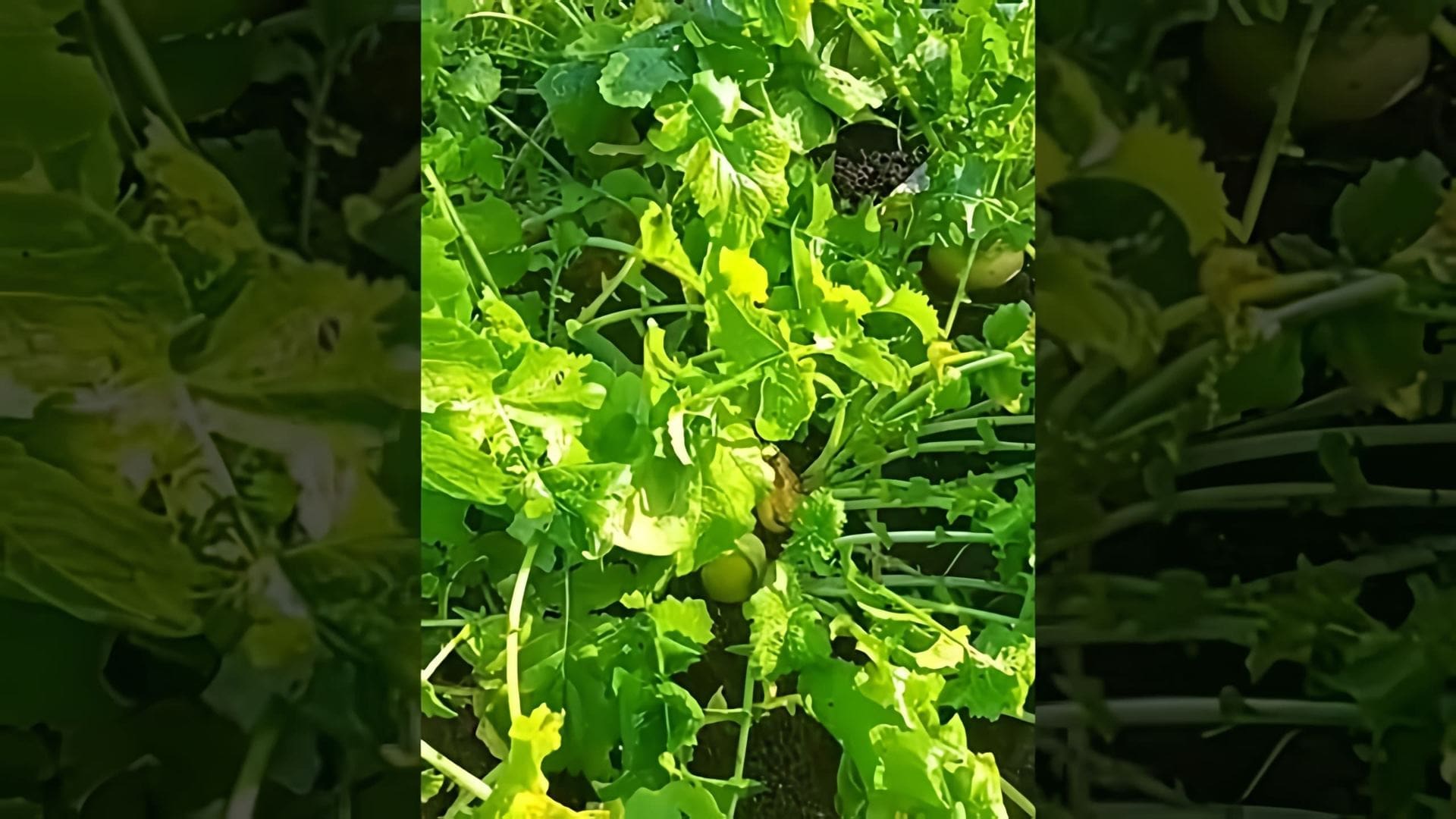 В этом видео рассказывается о забытом овоще - репе