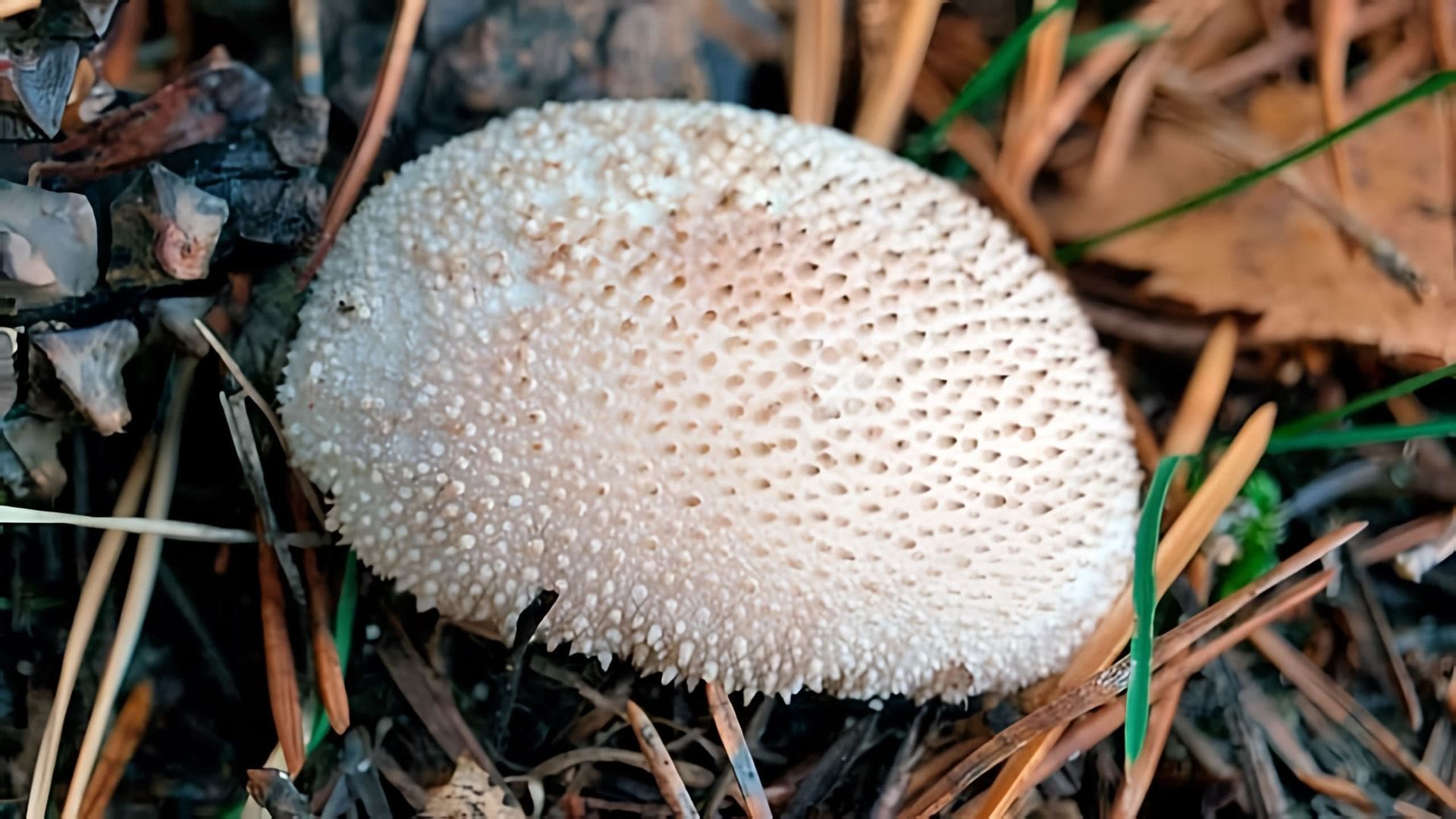 В этом видео рассказывается о дождевиках - деликатесных грибах, которые растут в лесу