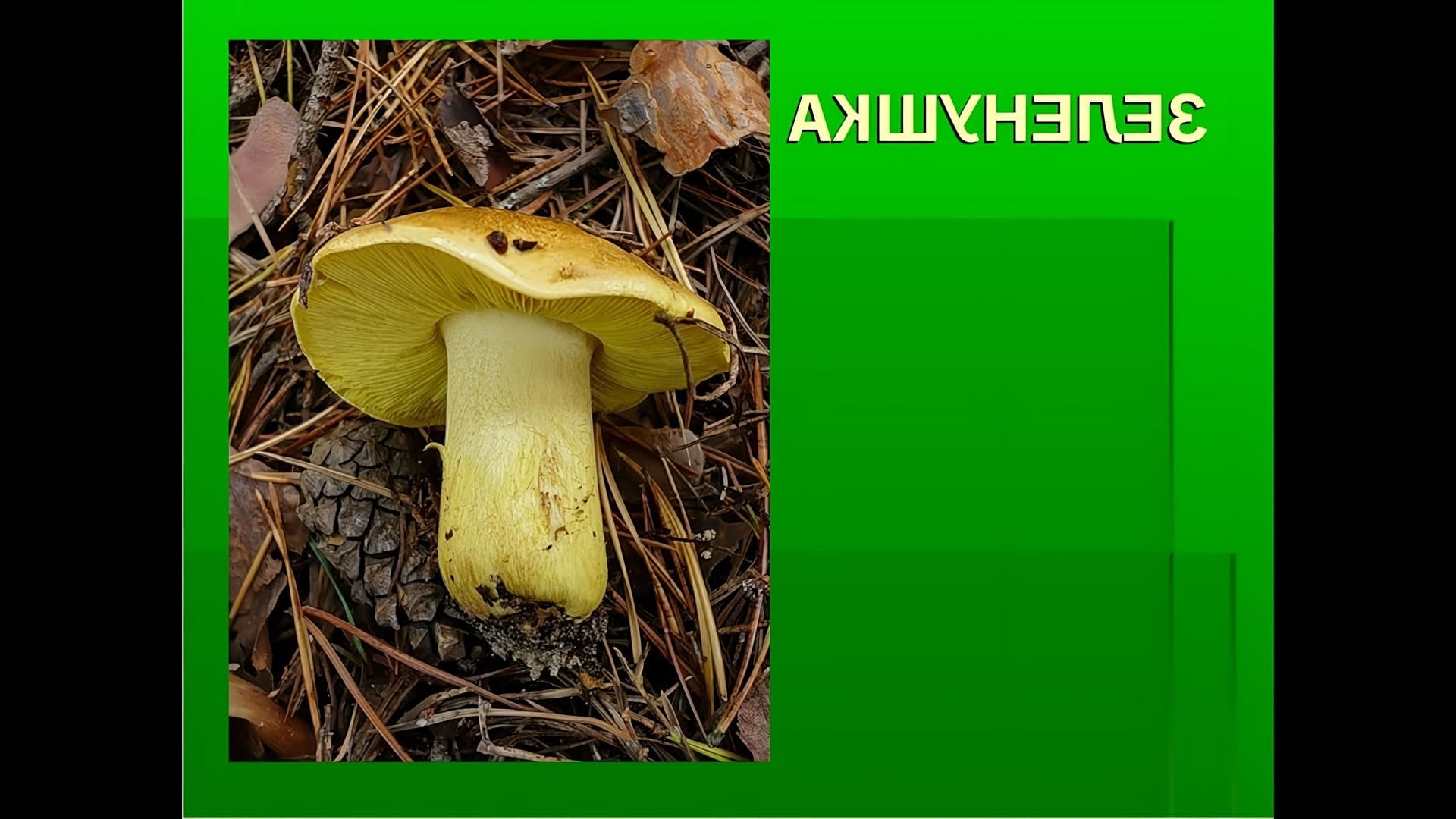 Зеленушки Грибы Фото Съедобные И Несъедобные