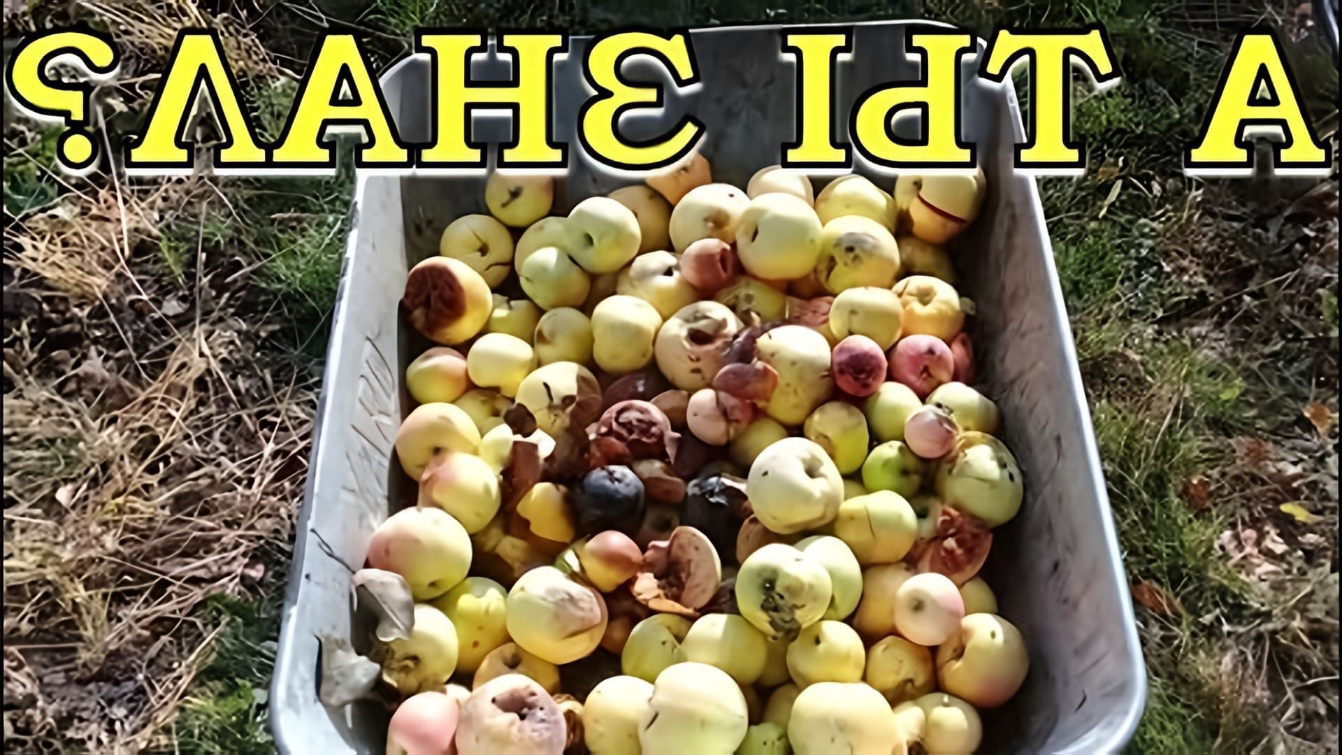 В этом видео рассказывается о проблеме утилизации падалицы яблок на дачном участке