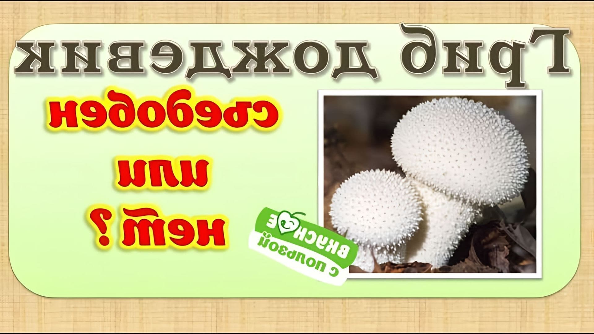 В этом видео рассказывается о съедобности гриба дождевика
