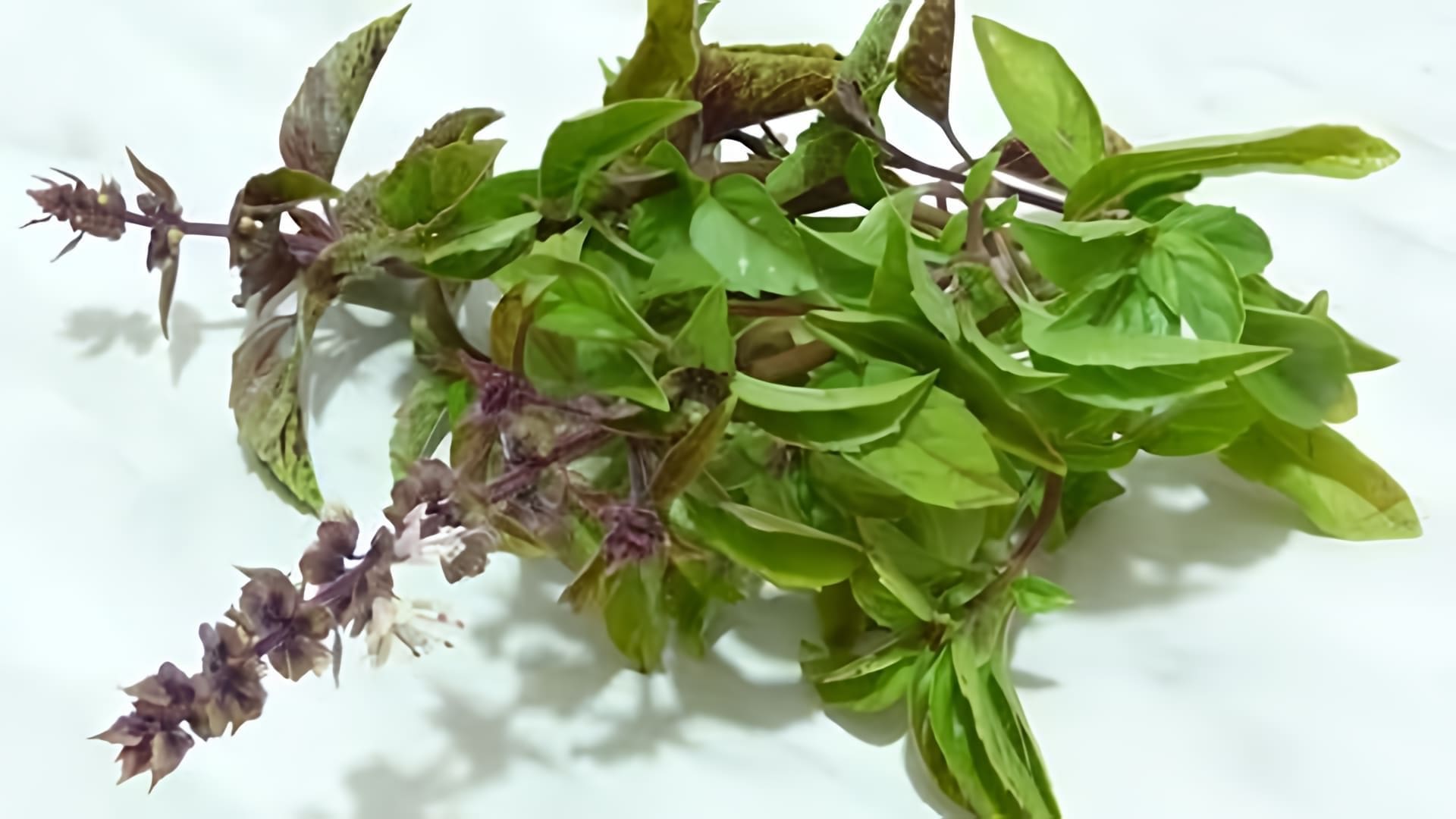 Базилик фиолетовый рози. Базилик листья. Базилик фиолетовый пурпл. Базилик ветка. Базилик ветка.