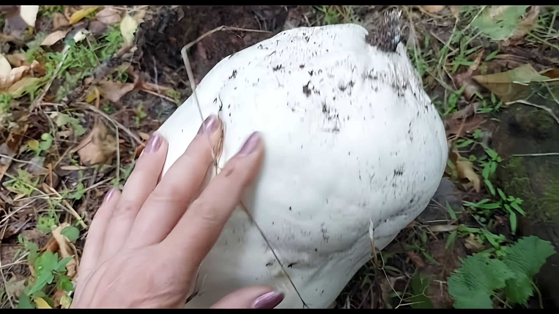 В этом видео рассказывается о грибе дождевике, который является съедобным