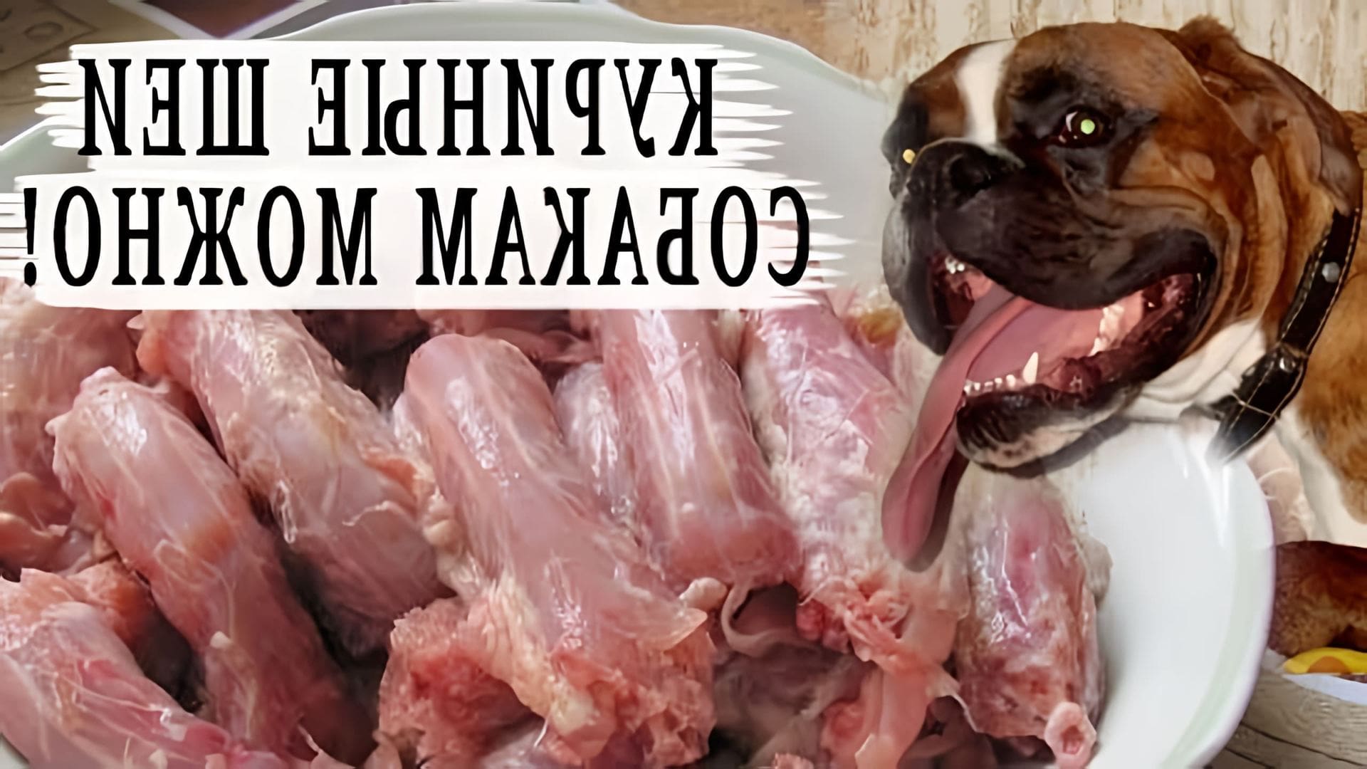 В данном видео рассматривается вопрос о том, можно ли кормить собаку куриными шейками