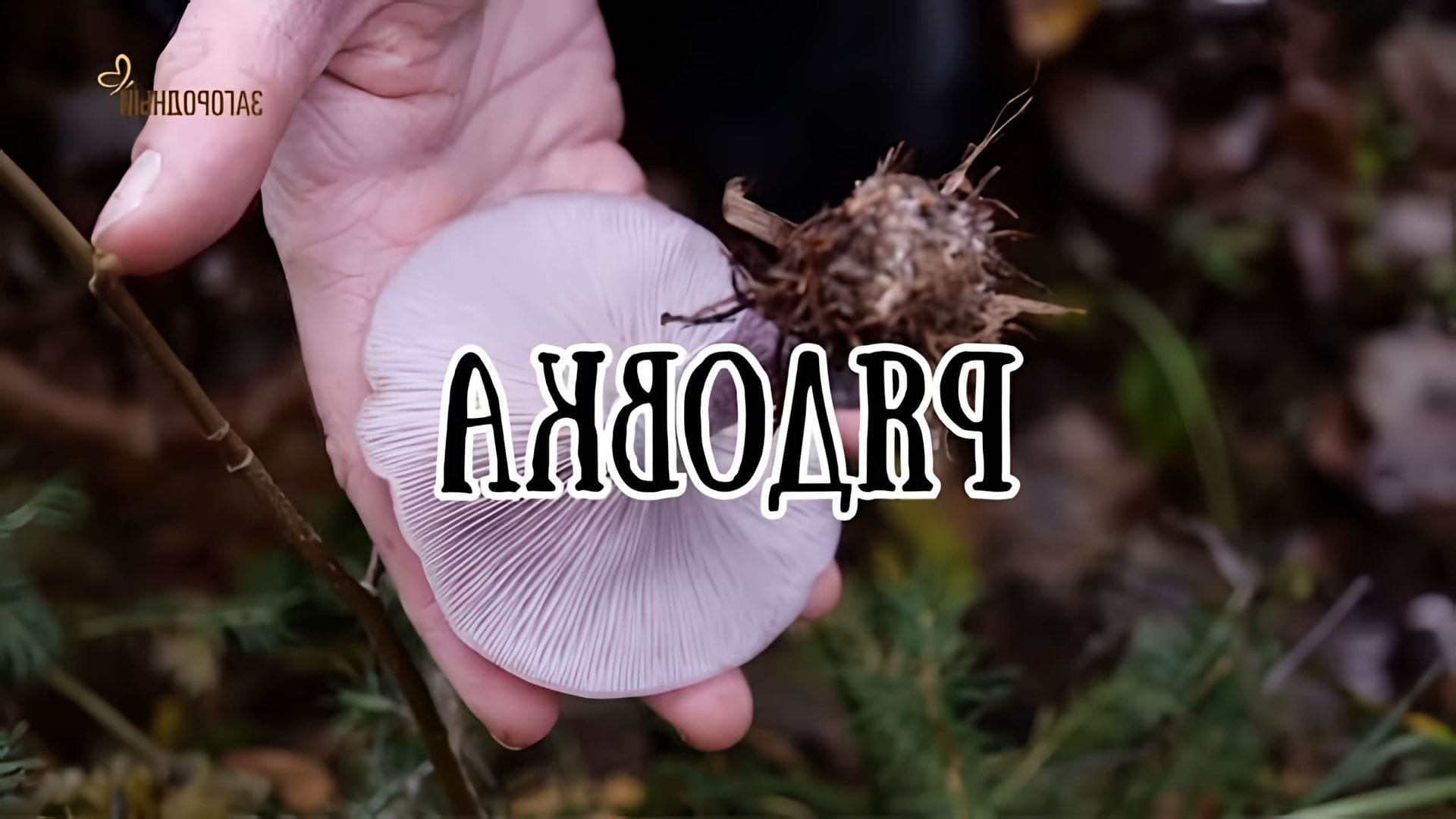 В этом видео Лена Тукаева и Михаил Загуменов отправляются на грибную прогулку в лес, где они ищут рядовки
