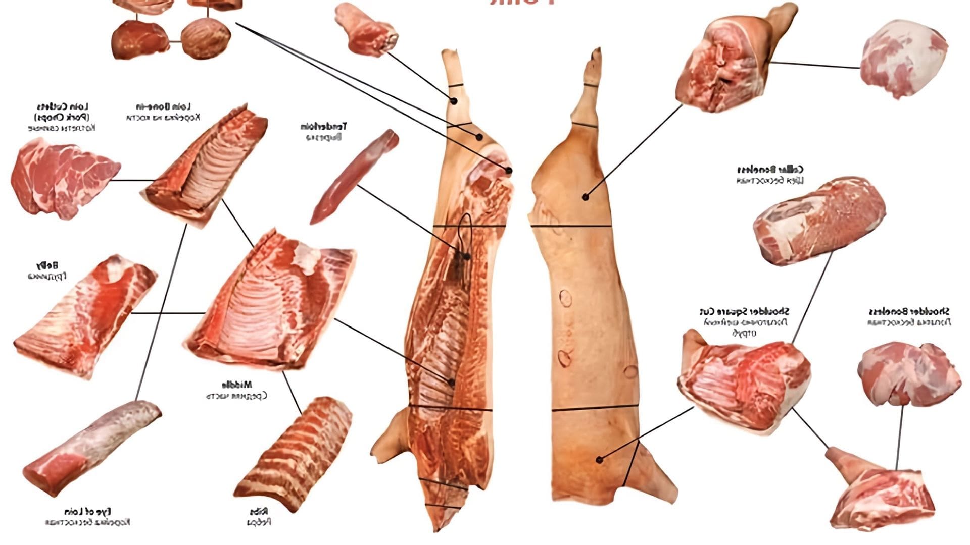 В данном видео-ролике будет показан процесс обвалки свинины, начиная от выбора качественного мяса и заканчивая его разделением на отдельные части