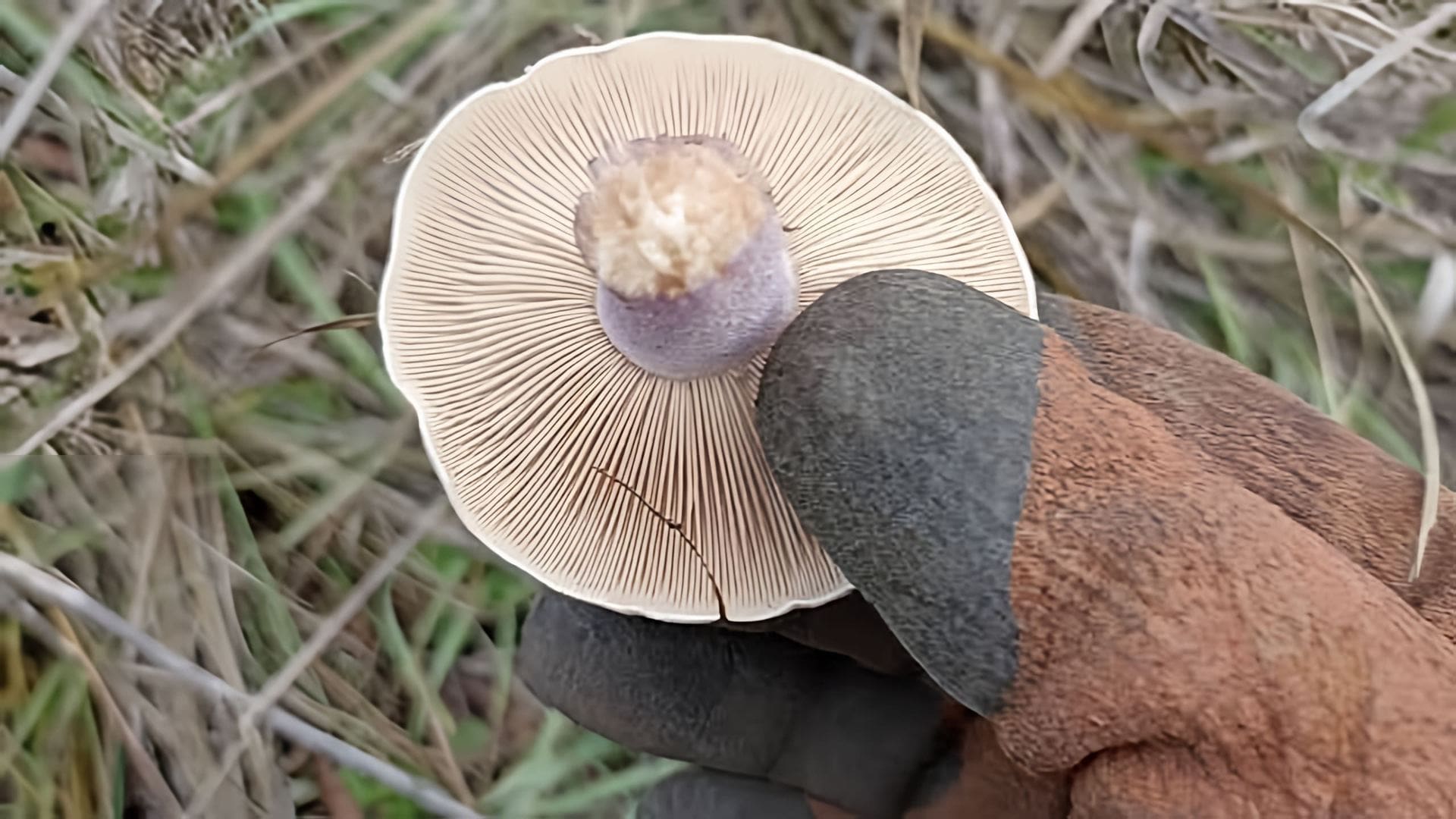 В данном видео демонстрируется процесс приготовления маринованных грибов на зиму
