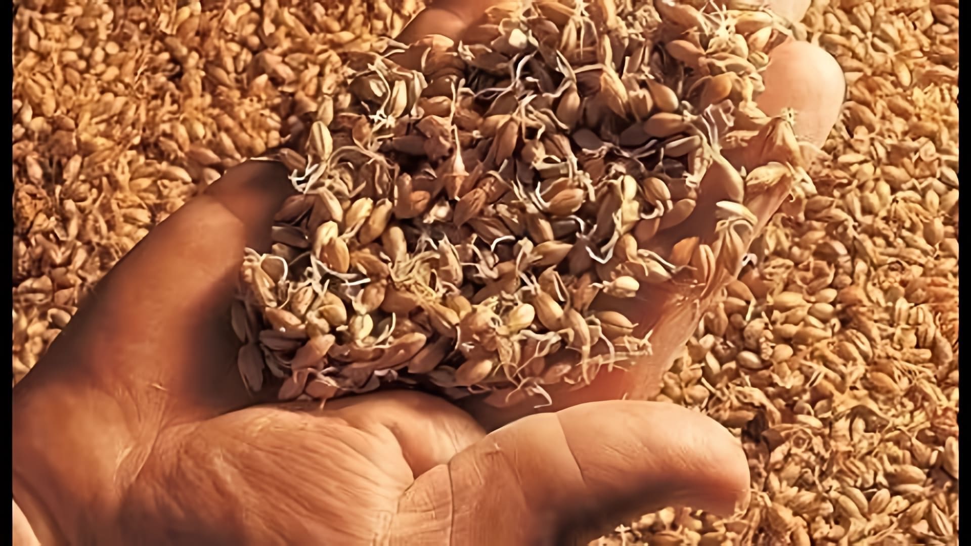 В данном видео демонстрируется процесс приготовления браги из пророщенной пшеницы без добавления сахара