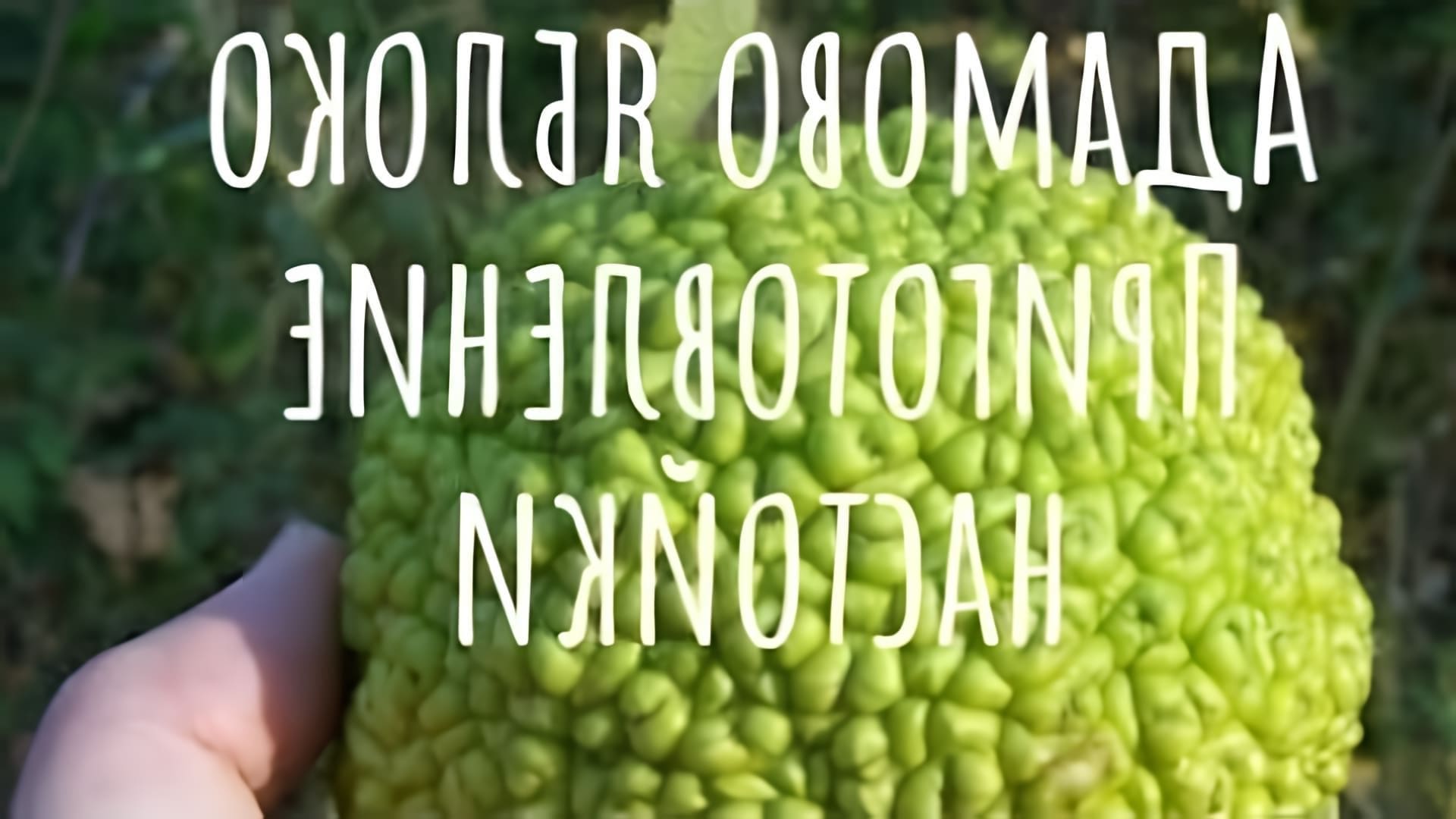 Адамово яблоко