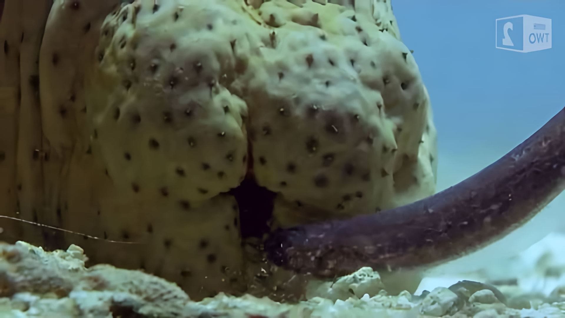 Sea Cucumber Porn