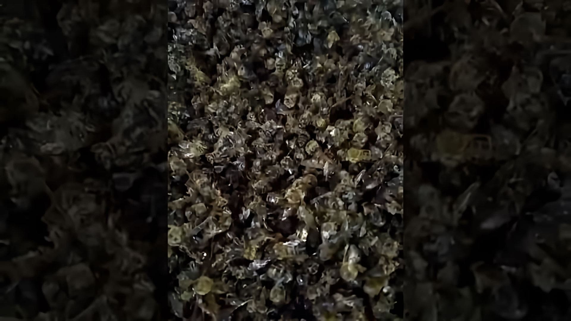 В данном видео рассказывается о том, как правильно использовать пчелиный подмор для лечения различных заболеваний