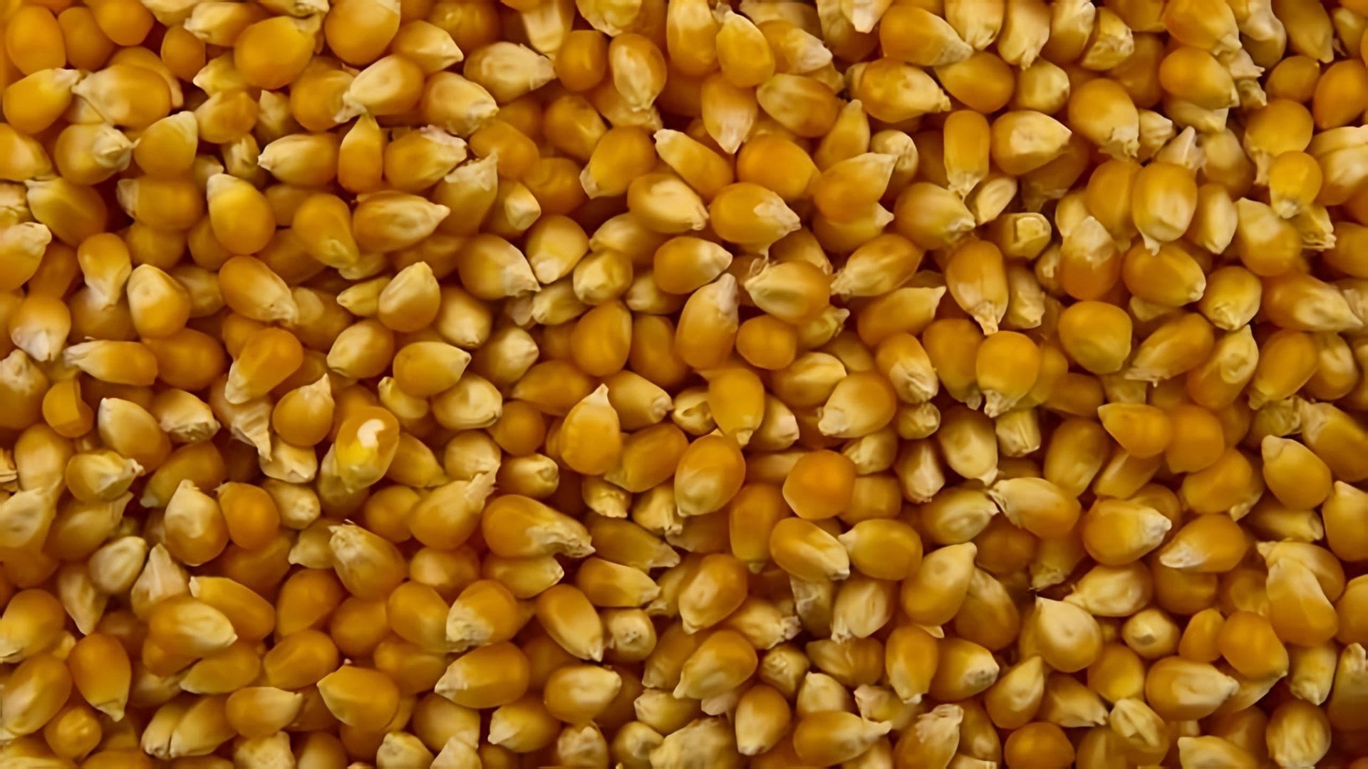 В данном видео демонстрируется процесс изготовления ферментированной кукурузы для ловли рыбы, в частности амура и карася