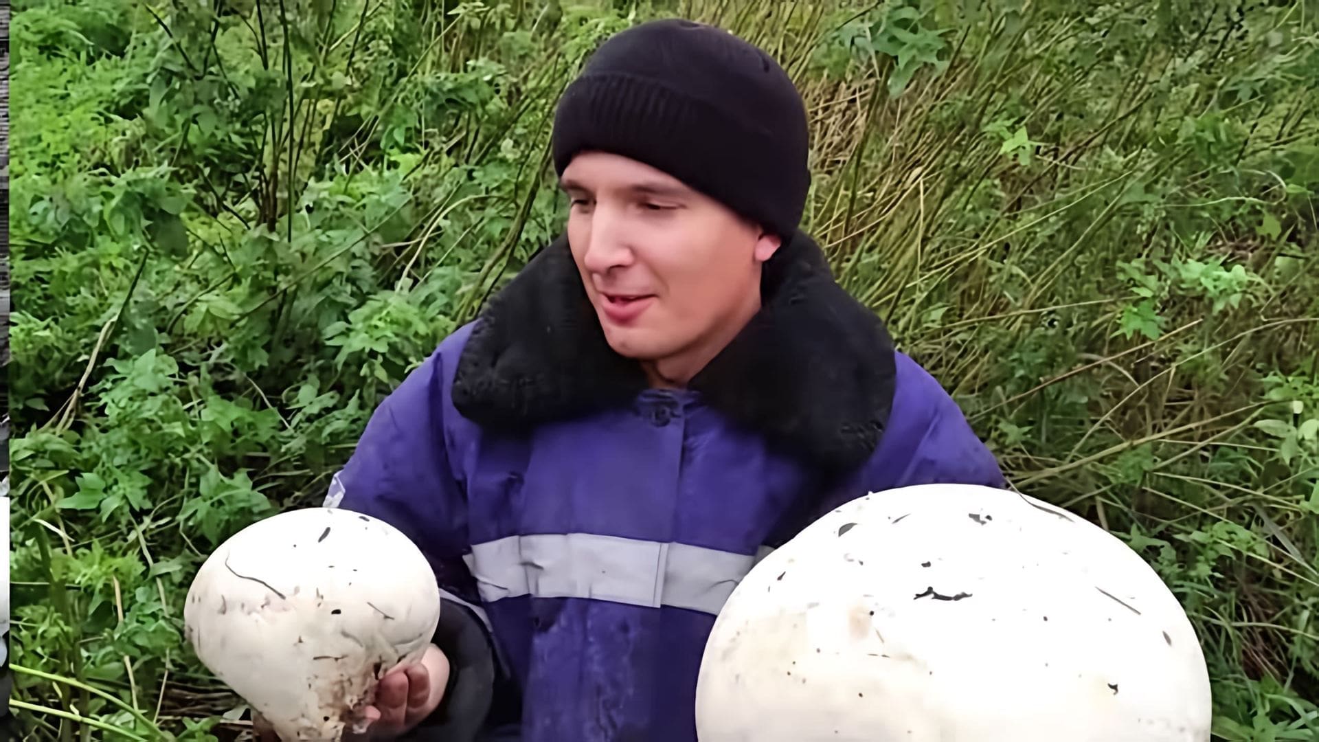 В этом видео люди отправились на поиски грибов