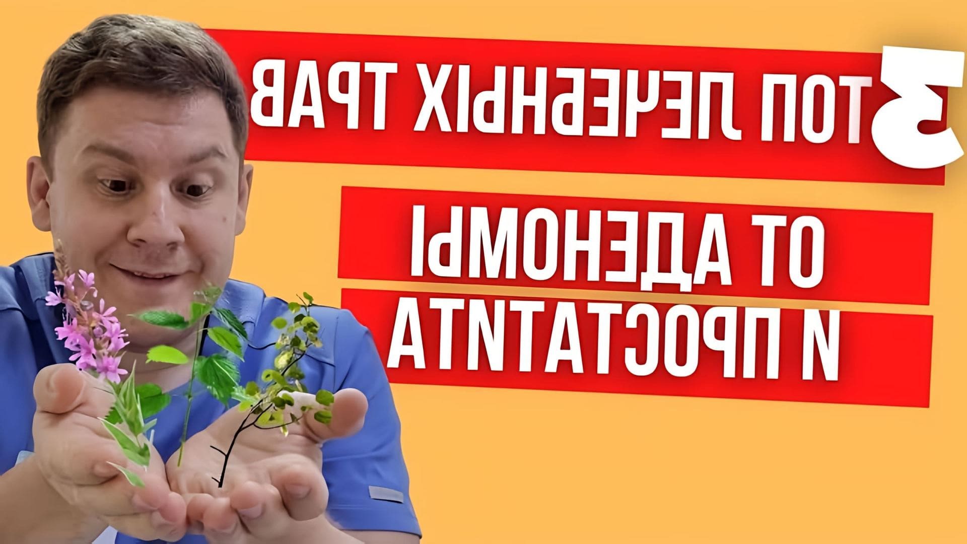 В этом видео врач-уролог рассказывает о том, как лечебные травы могут помочь в лечении аденомы и простатита