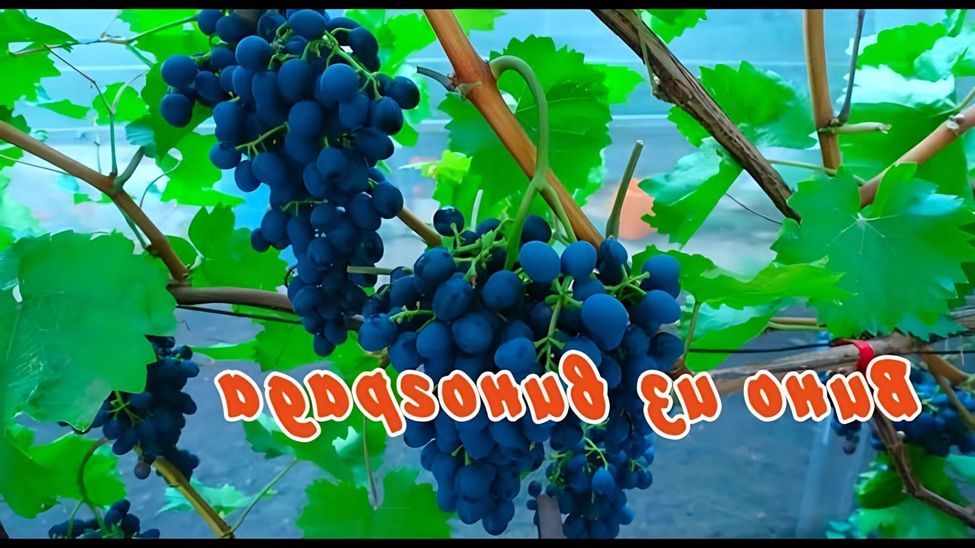В этом видео демонстрируется процесс приготовления вина из винограда в домашних условиях