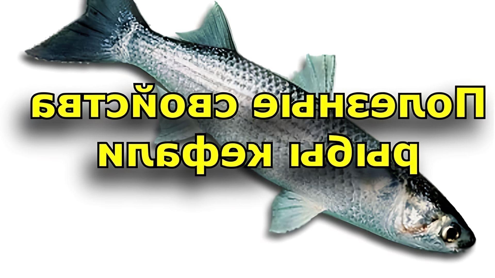 В данном видео рассказывается о полезных свойствах кефали, которая является морской рыбой семейства кифалевых