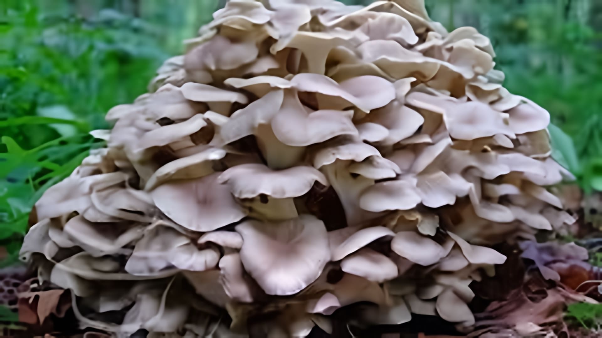 В данном видео рассказывается о грибе Баран, который является редким и краснокнижным