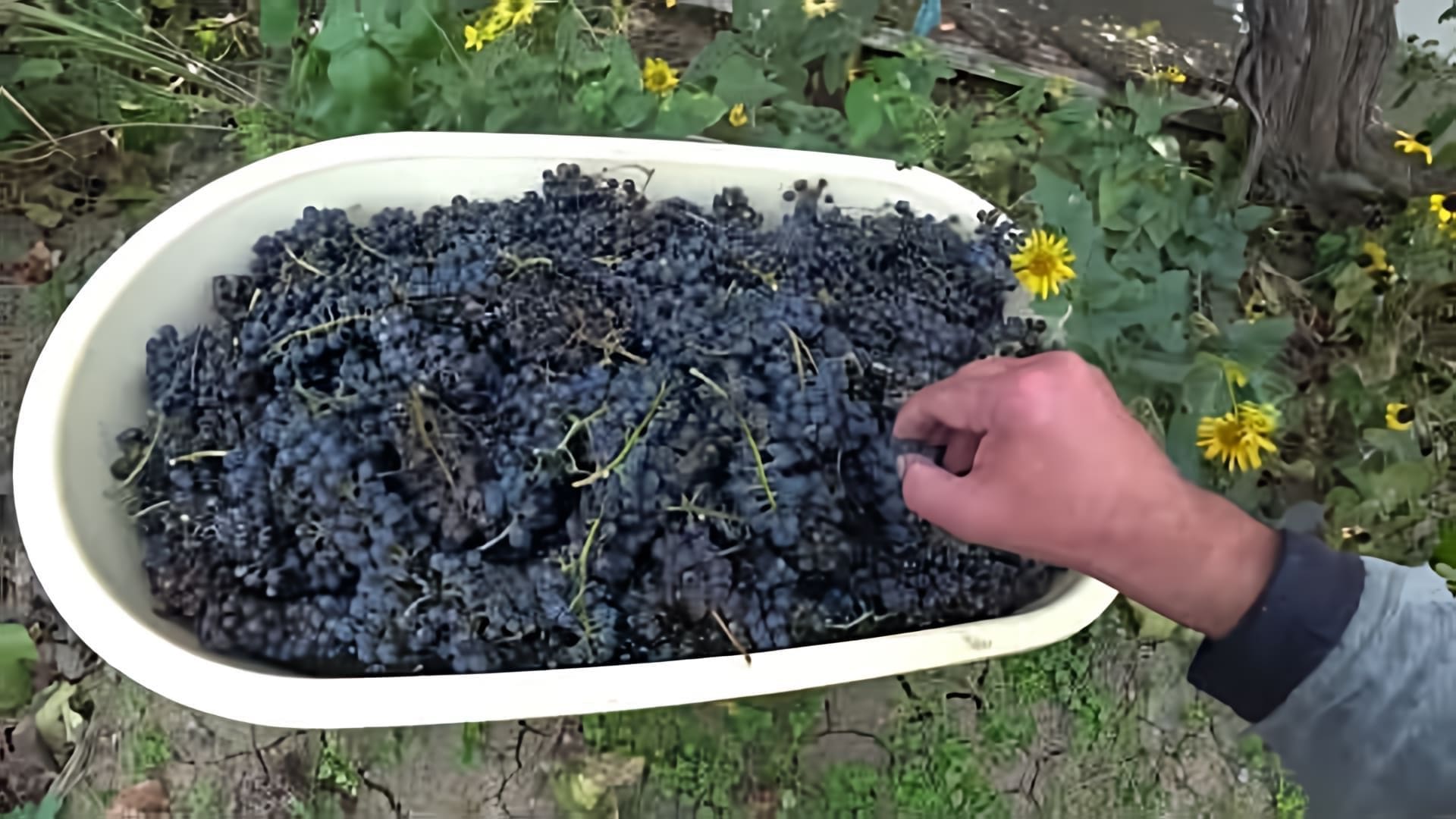 В этом видео демонстрируется процесс приготовления домашнего вина из синего винограда