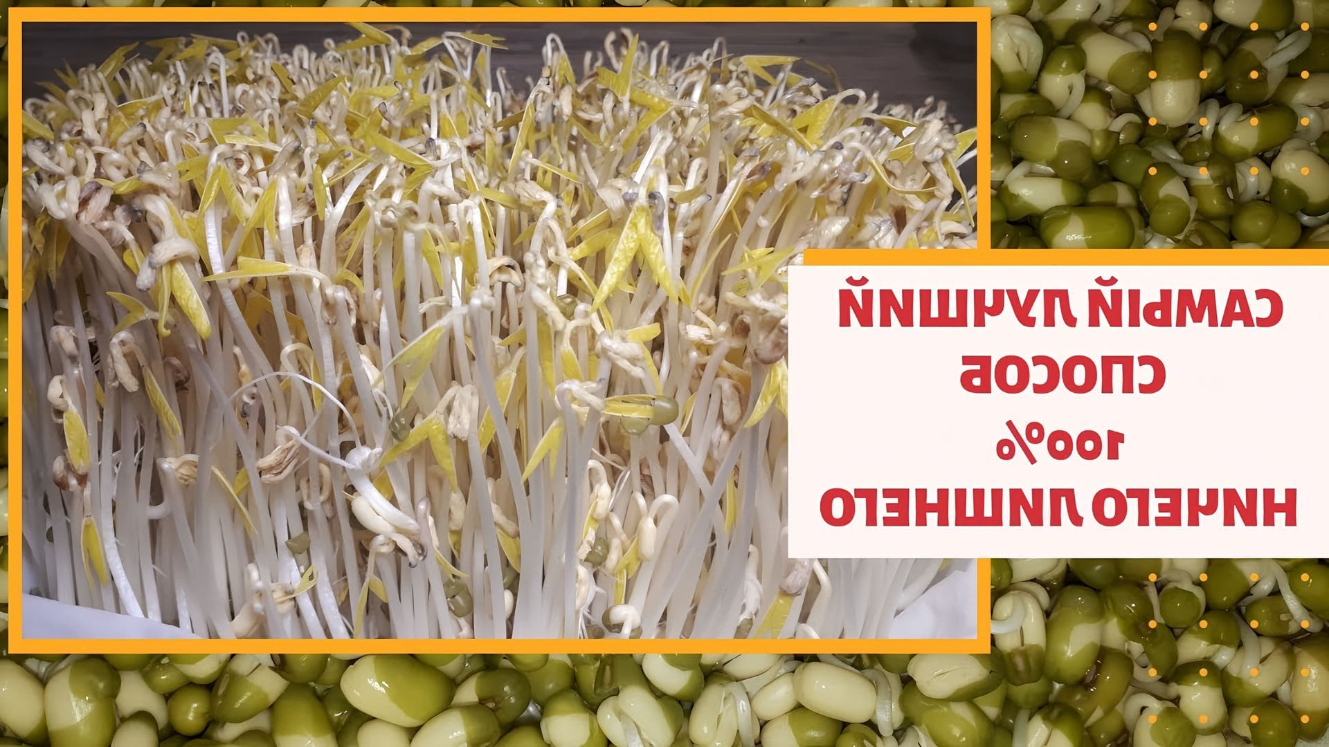 Как получить проростки. Проростки маш. прорастить маш. маш крупа проращивание.
