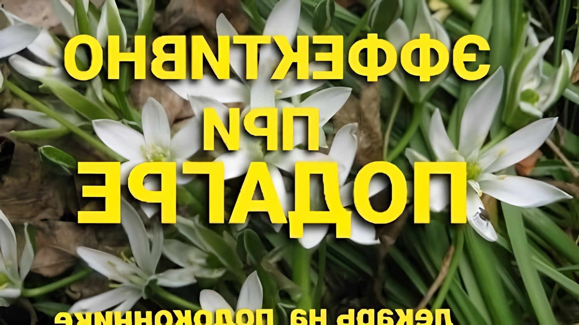 В этом видео рассказывается о выращивании и использовании растения птицемлечник Орнитогалум, также известного как индийский лук