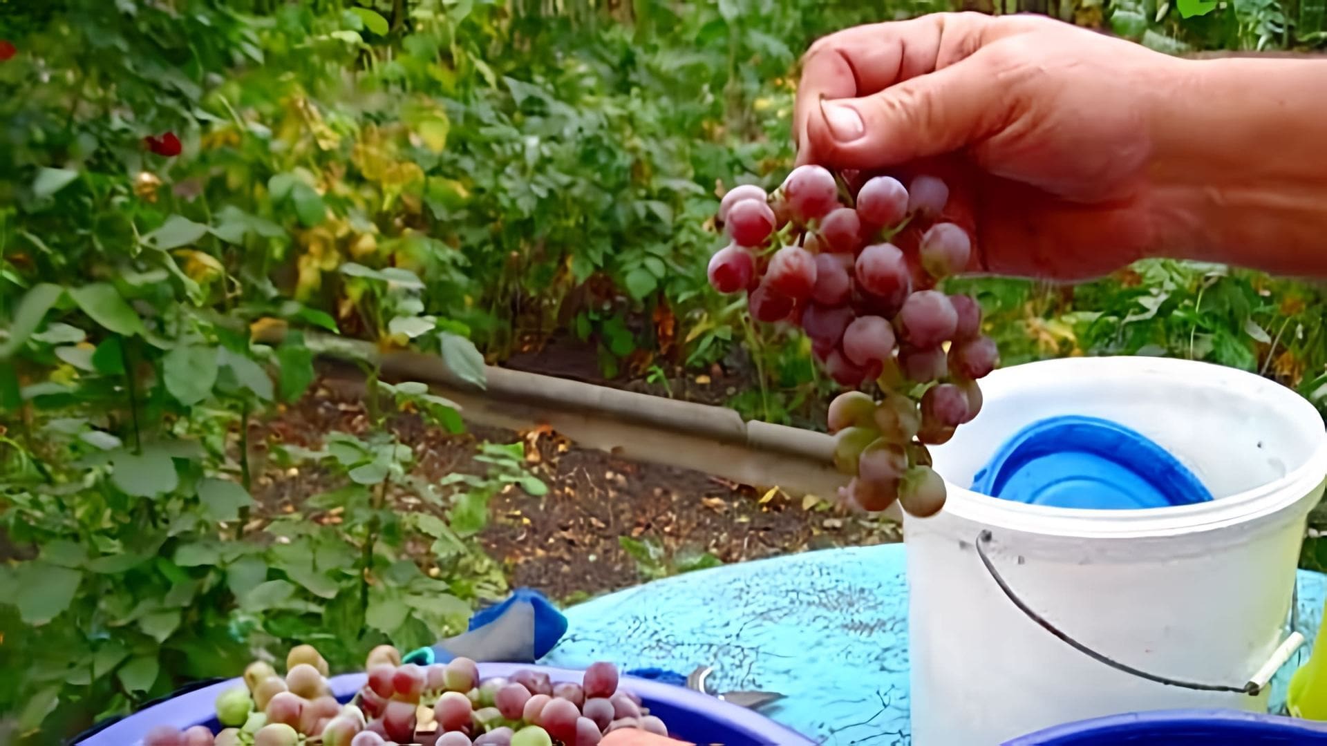 В этом видео демонстрируется процесс приготовления вина из винограда Лидия