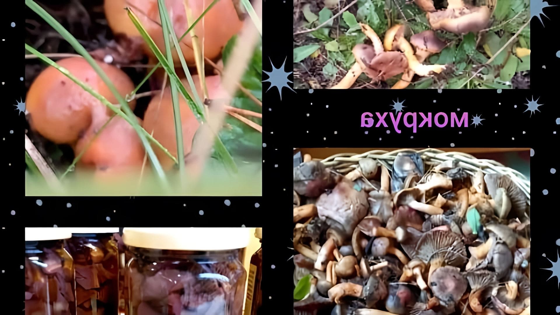 В этом видео демонстрируется процесс маринования мокрухи пурпуровой и маслят