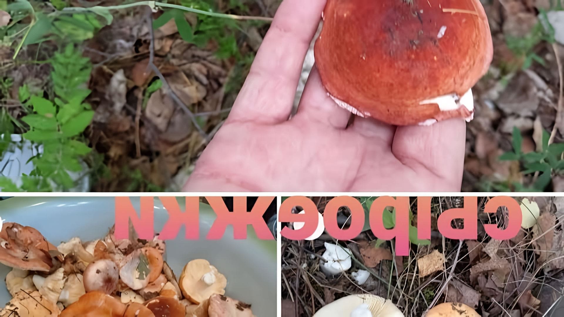 В этом видео автор рассказывает о сборе грибов в лесу