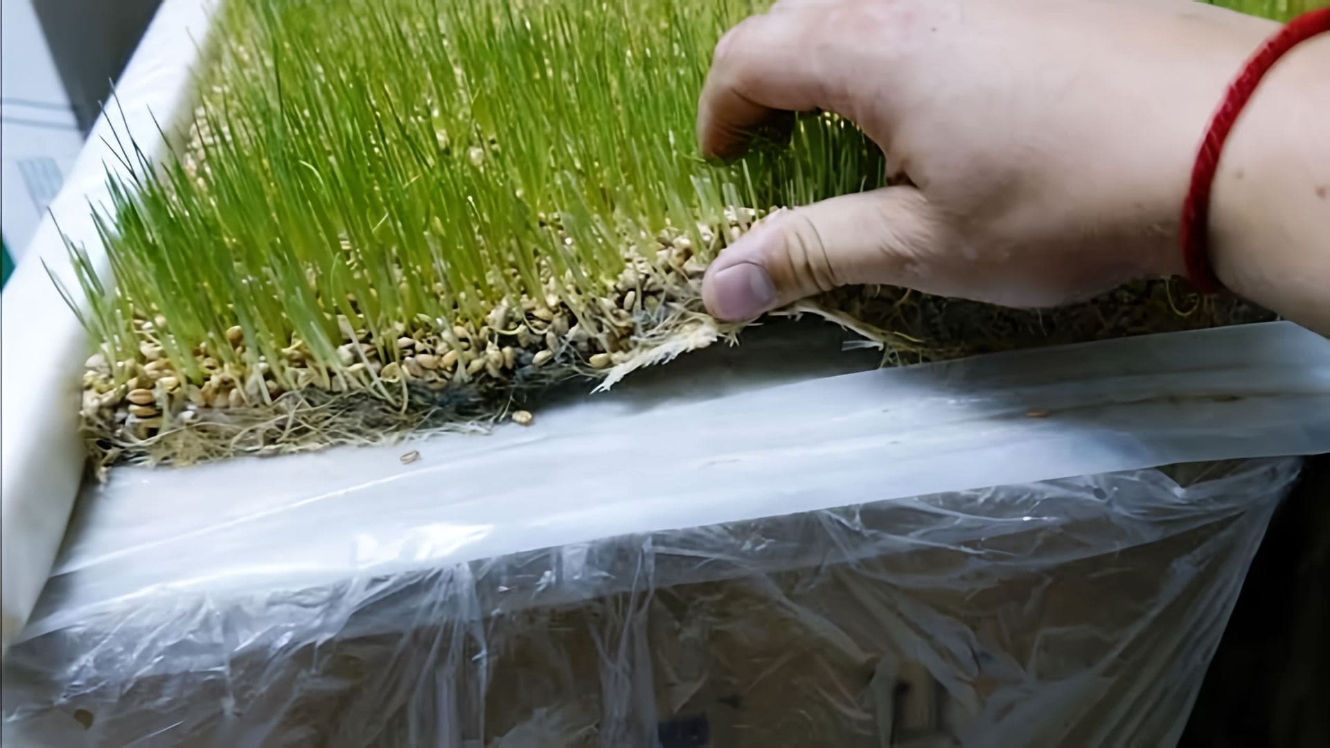 В этом видео демонстрируется процесс приготовления браги на пророщенной пшенице и диких дрожжах