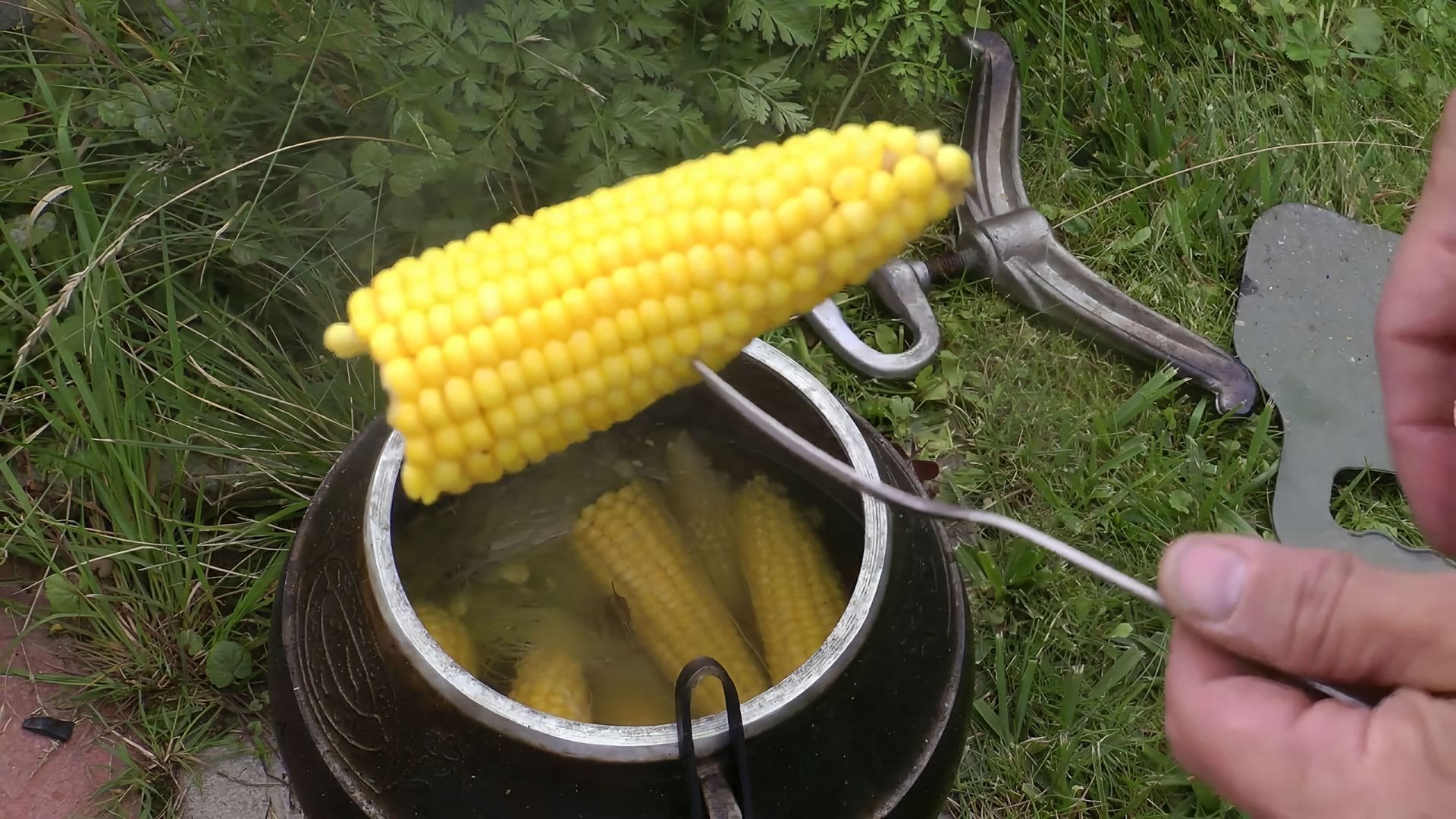 Вареная кукуруза. Как сварить кукурузу чтоб была мягкой. Кукуруза узбекистан вареная. Вареная кукуруза в казане. Как сварить кукурузу чтоб была мягкой.