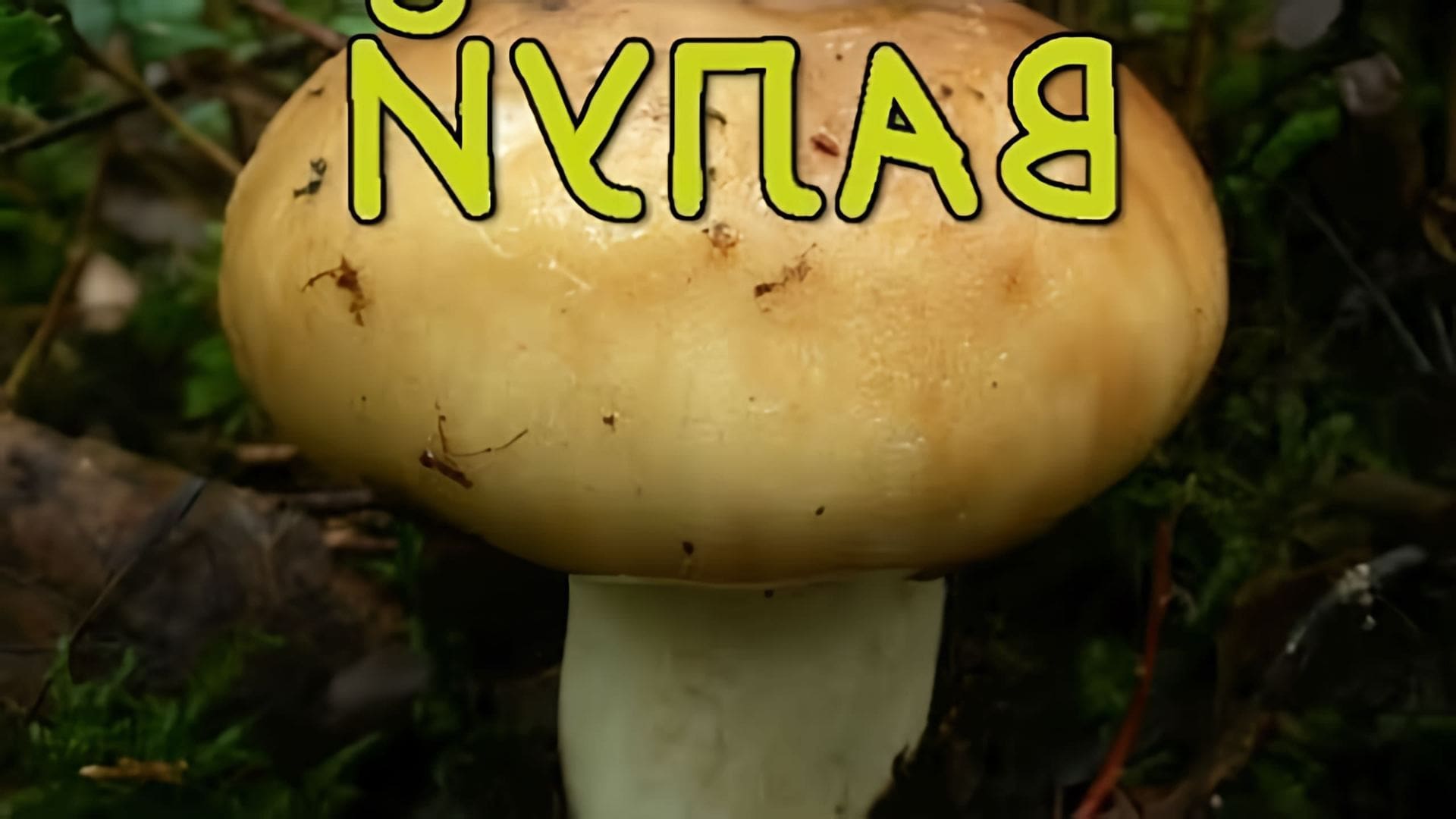 В этом видео рассказывается о грибе Валуе, который является вполне съедобным
