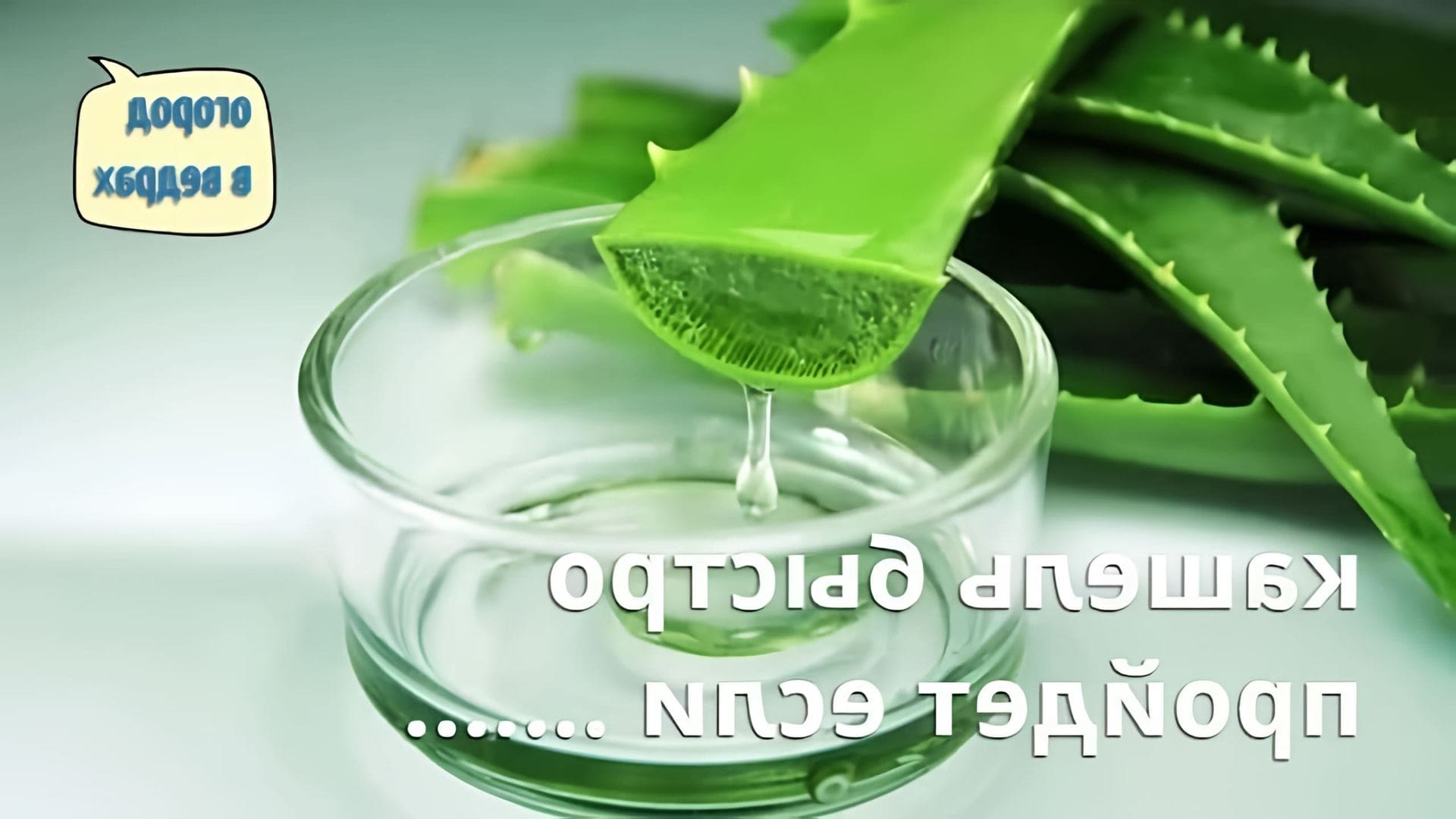 В этом видео рассказывается о простом рецепте лекарства от кашля, которое можно приготовить из алоэ и меда