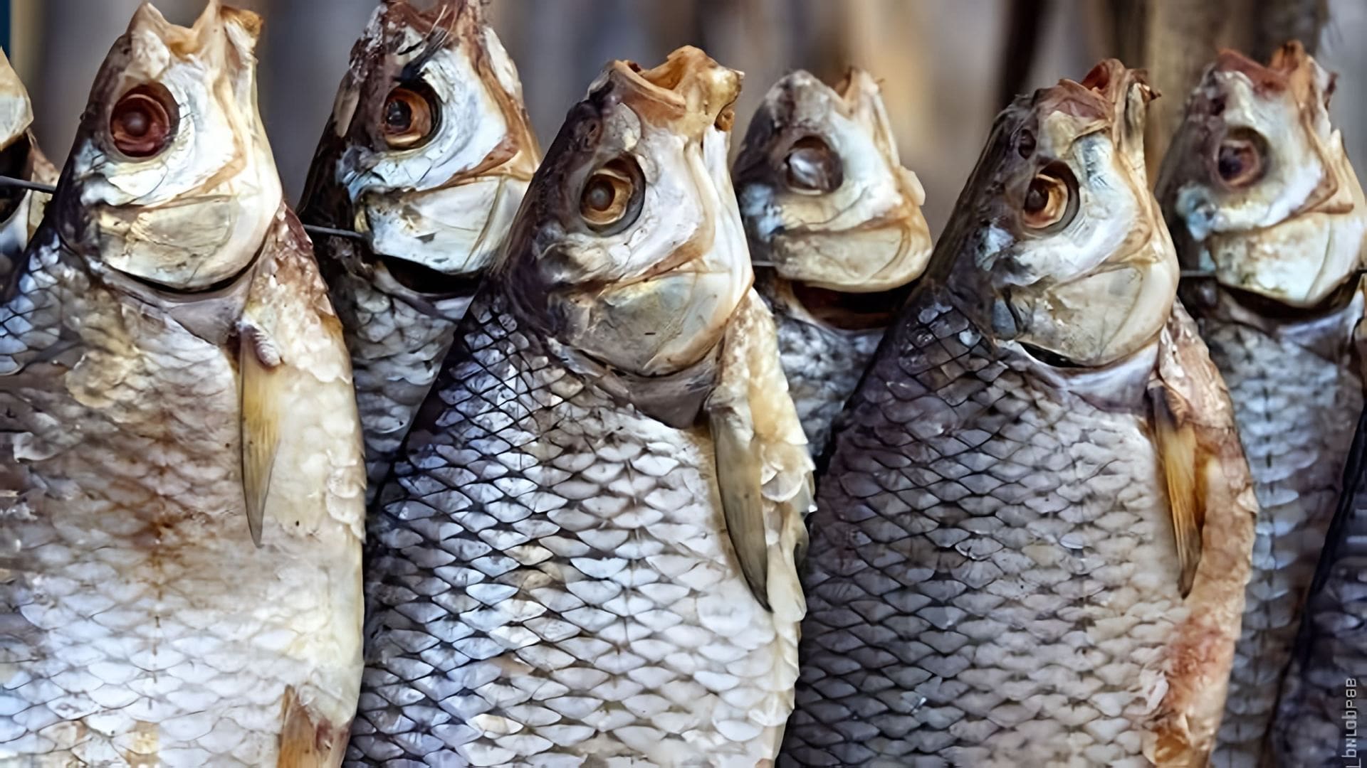 В этом видео рассказывается о простом способе засолки и сушки рыбы, который идеально подходит для зимней рыбалки