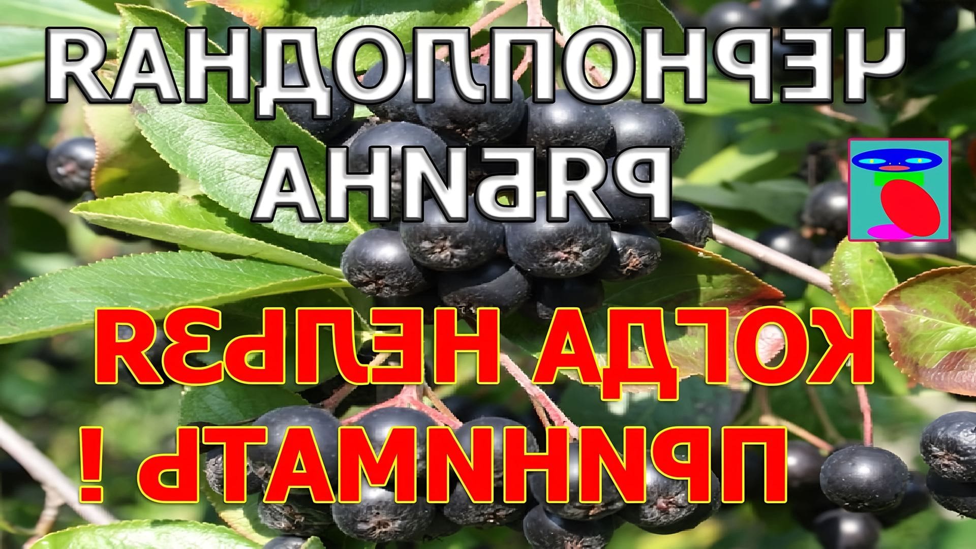 Чем полезна черноплодная рябина. Арония черноплодная лечебные. Черноплодная рябина давление. Горобина чорноплідна. Чем полезна черноплодка.