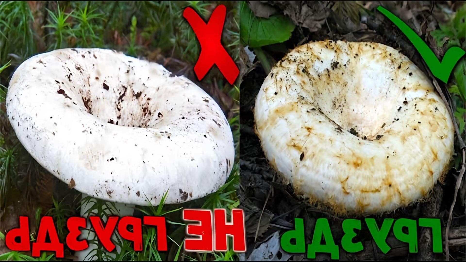 В этом видео рассказывается о сборе грибов, в частности белых груздей