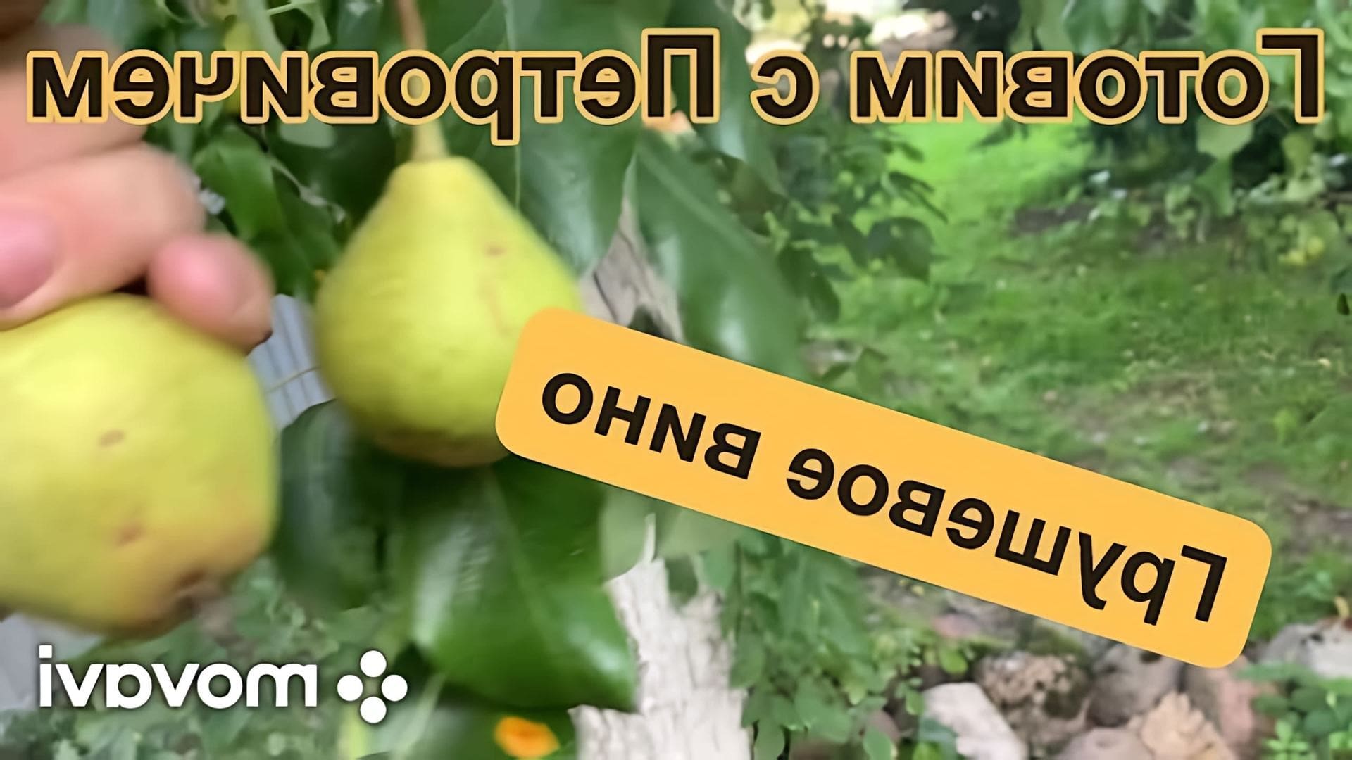 Процесс брожения вина в стеклянной бутыли с гидрозатвором