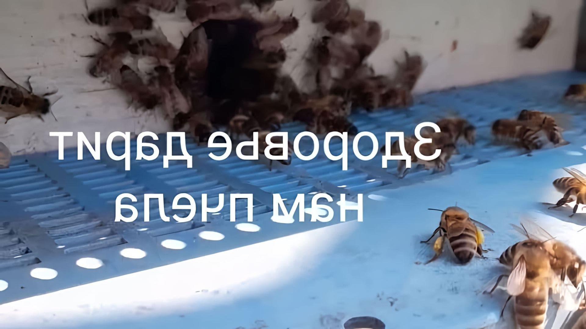В данном видео рассказывается о приготовлении настойки подмора пчел