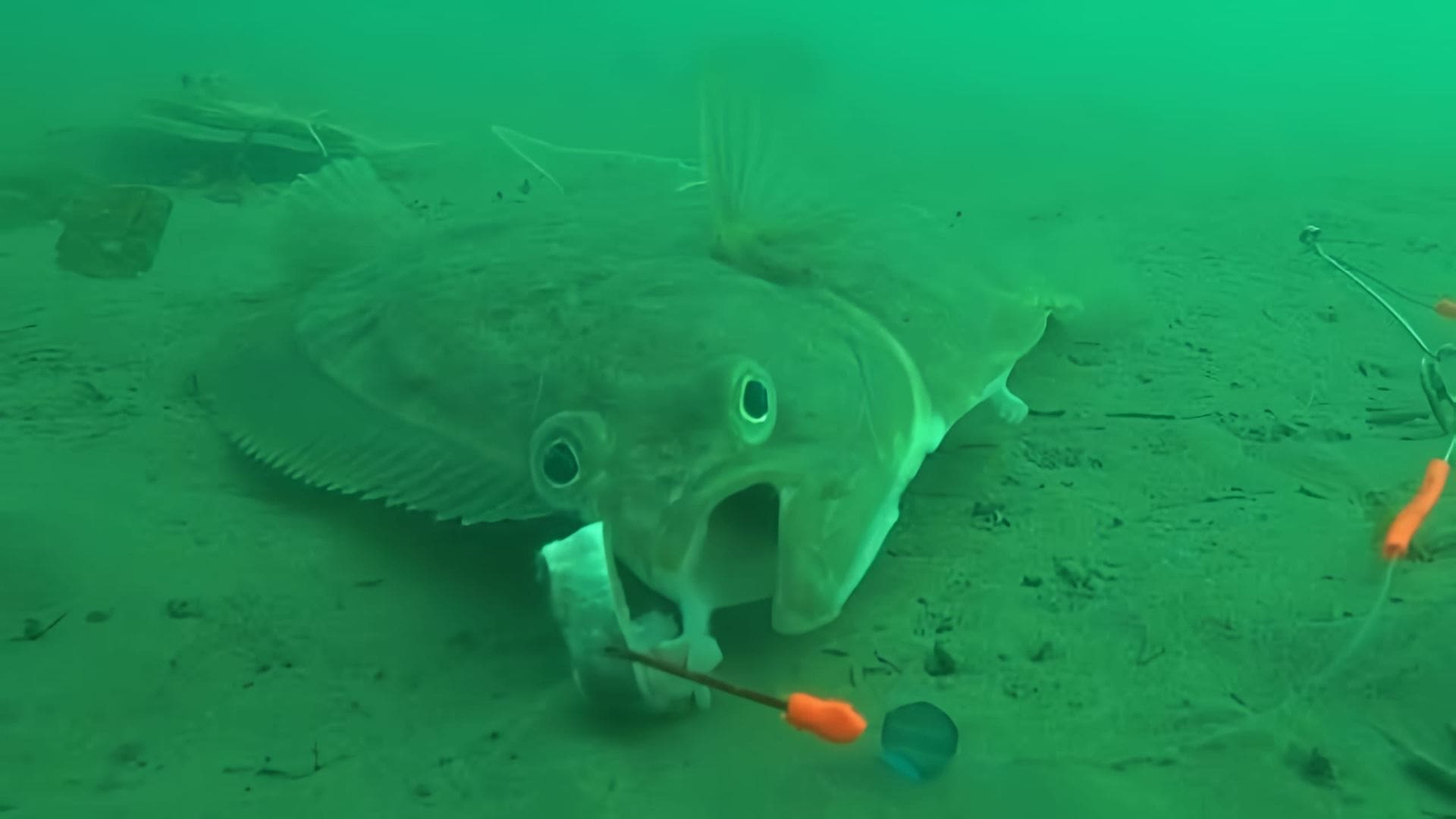"Камбала 2018 Уссурийский залив Юнга Flounder 2018" - это видео-ролик, который демонстрирует процесс ловли камбалы в Уссурийском заливе в 2018 году