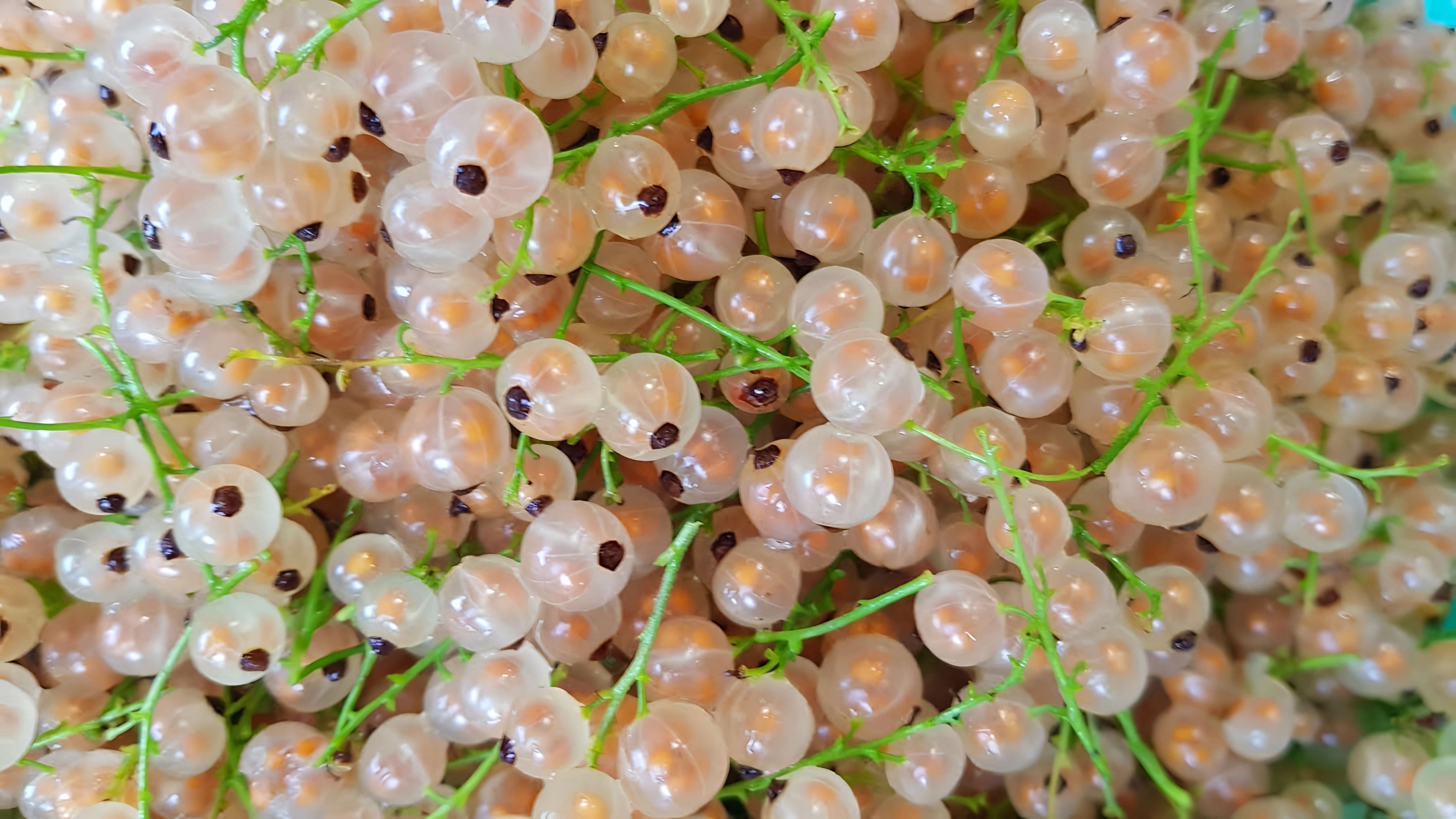 Белая смородина замороженная. Смородина алмазная белая. Заготовки из белой смородины на зиму золотые. Заготовки из белой смородины на зиму золотые. Белая смородина желе.