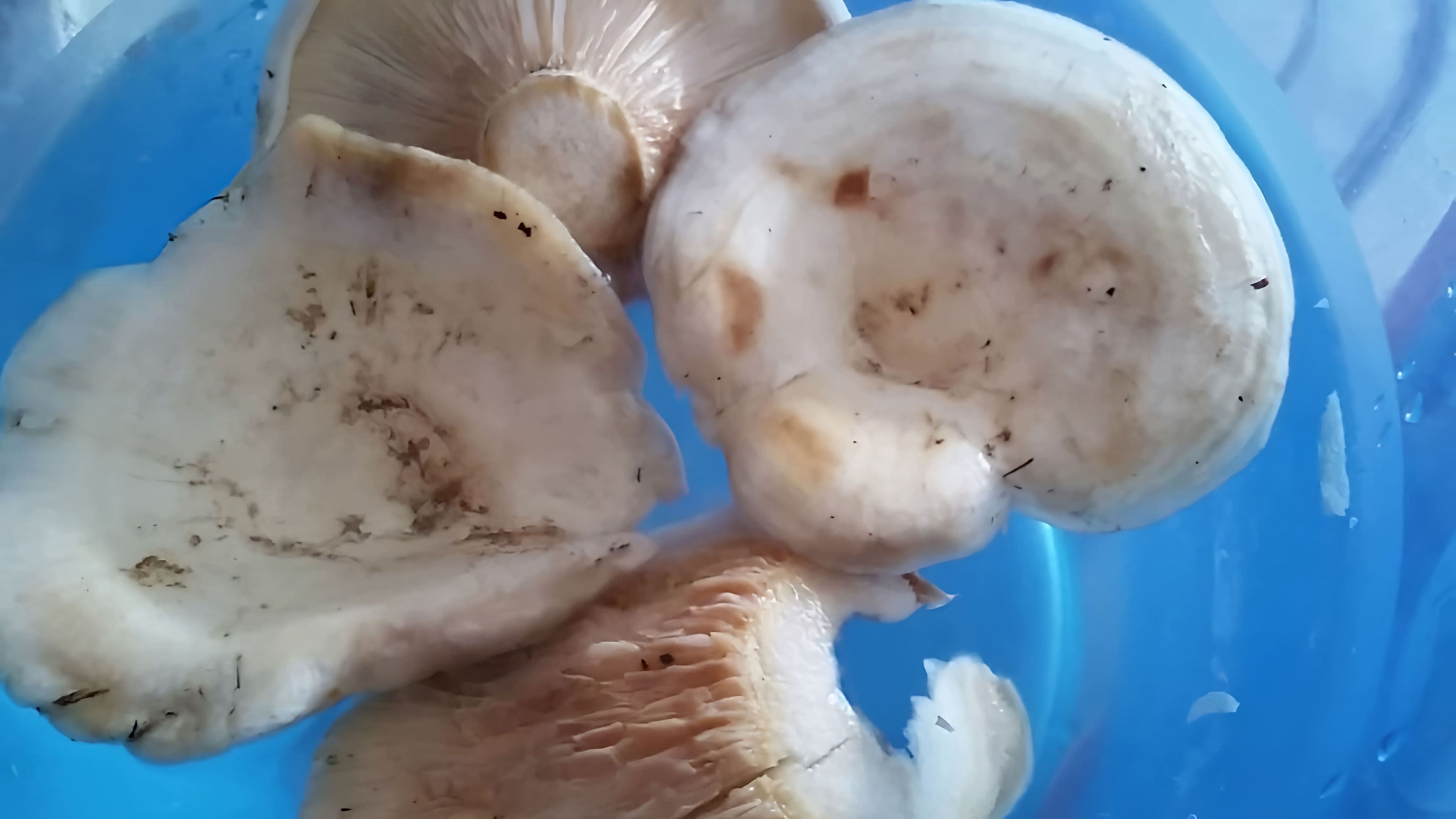 Подгруздок рыжий. Гриб беляк как засолить. Волнушка белянка соленая. Рядовки тополина маринованные тополиная. Гриб волнушка белая.