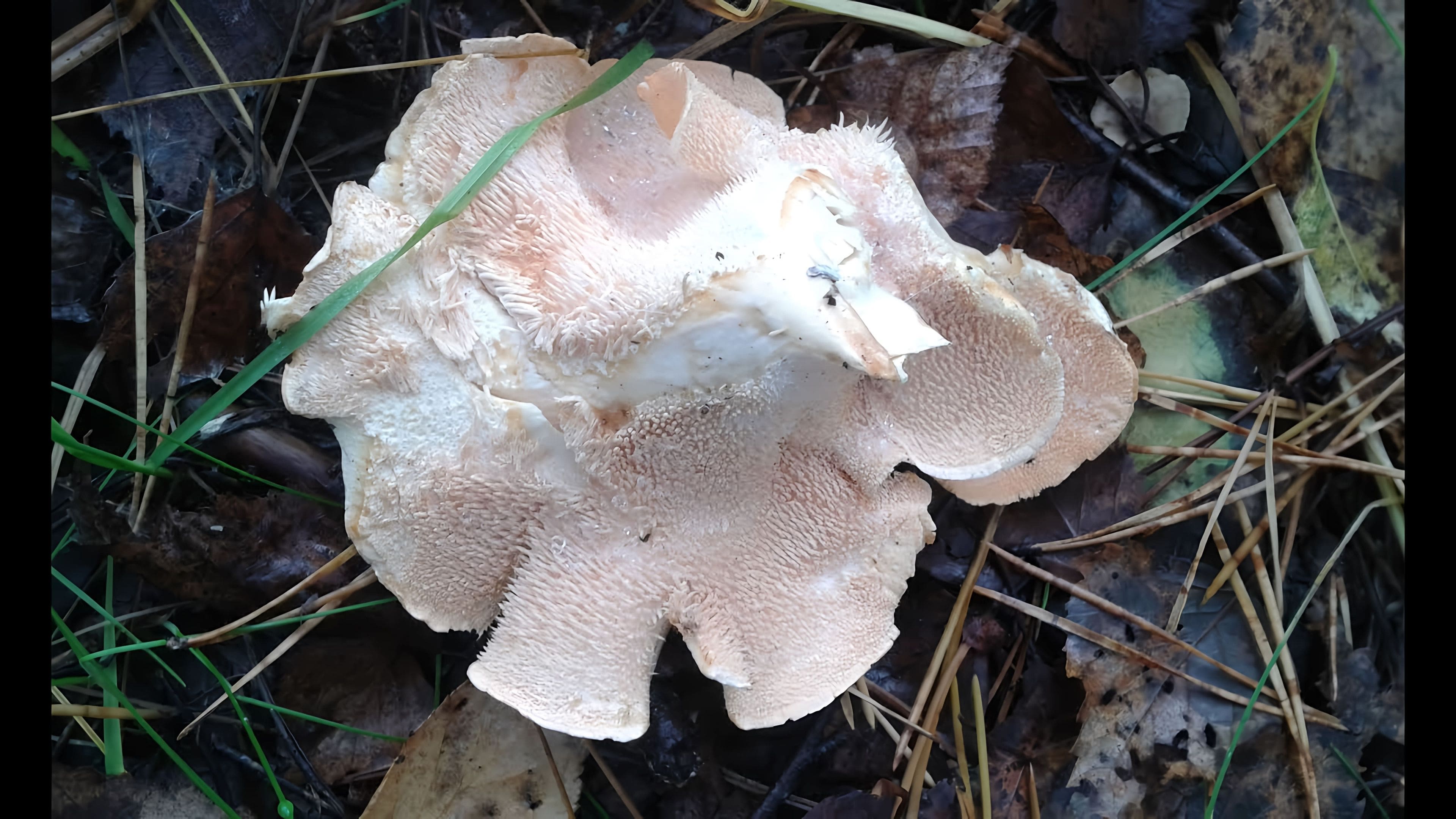 Гриб ежовик гребенчатый. Ежовик можно ли есть. Гриб hericium erinaceus. Ежовик коралловидный-гериций. Ежовик жёлтый.