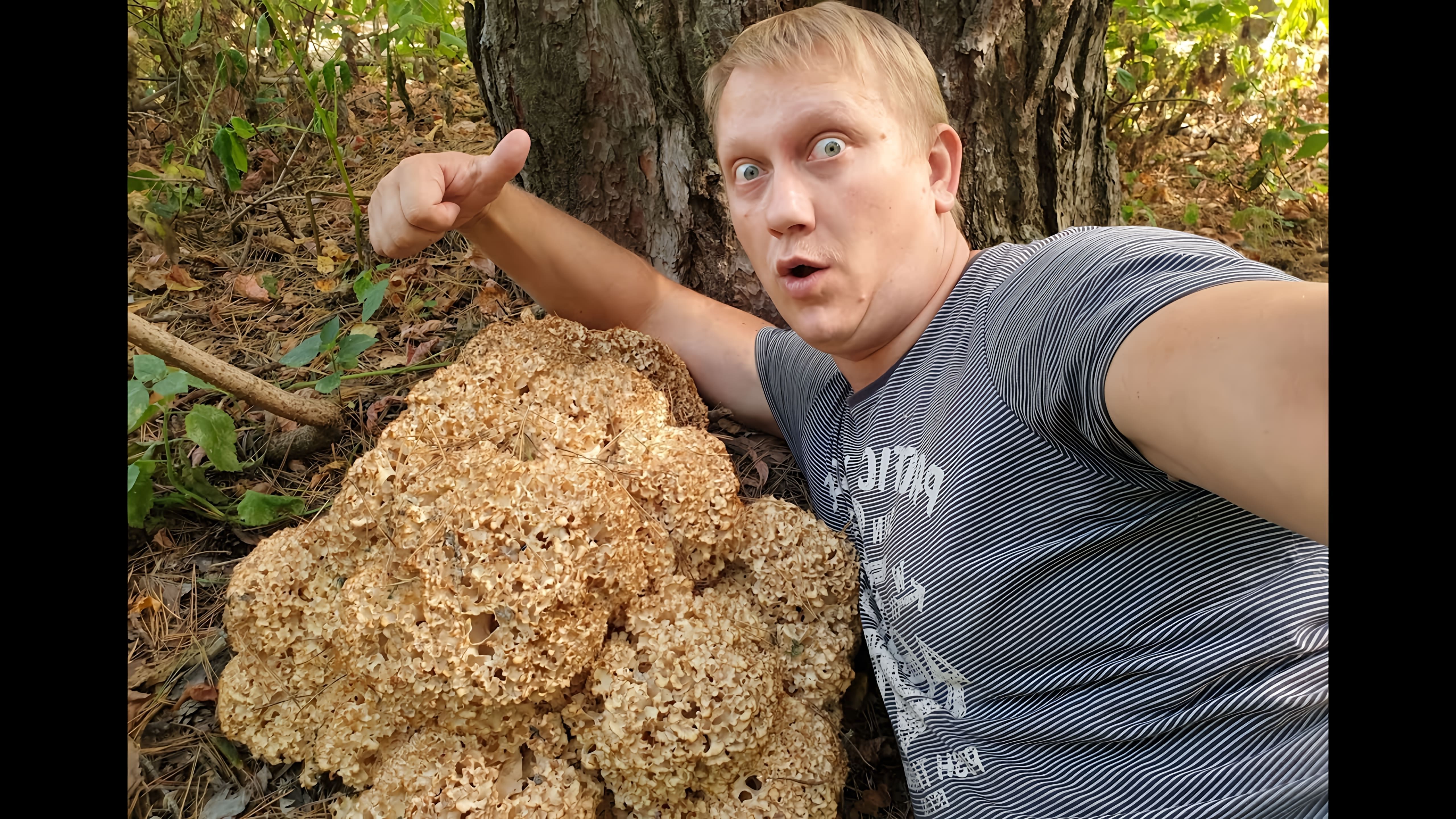 В этом видео рассказывается о самом большом грибе в России - грибе баран (Sparassis crispa)