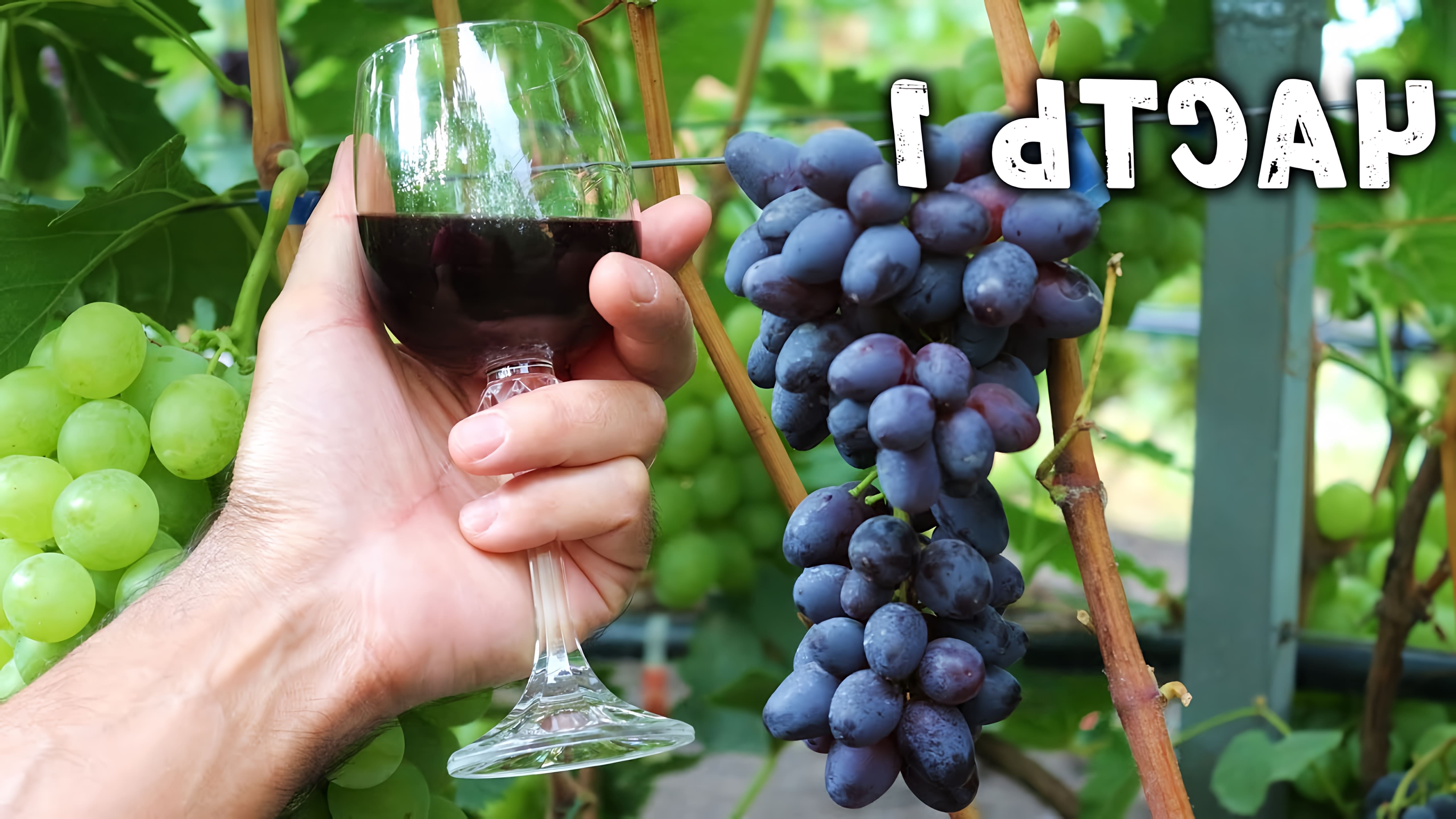 В этом видео рассказывается о процессе приготовления домашнего вина из винограда "кишмиш Юпитер"